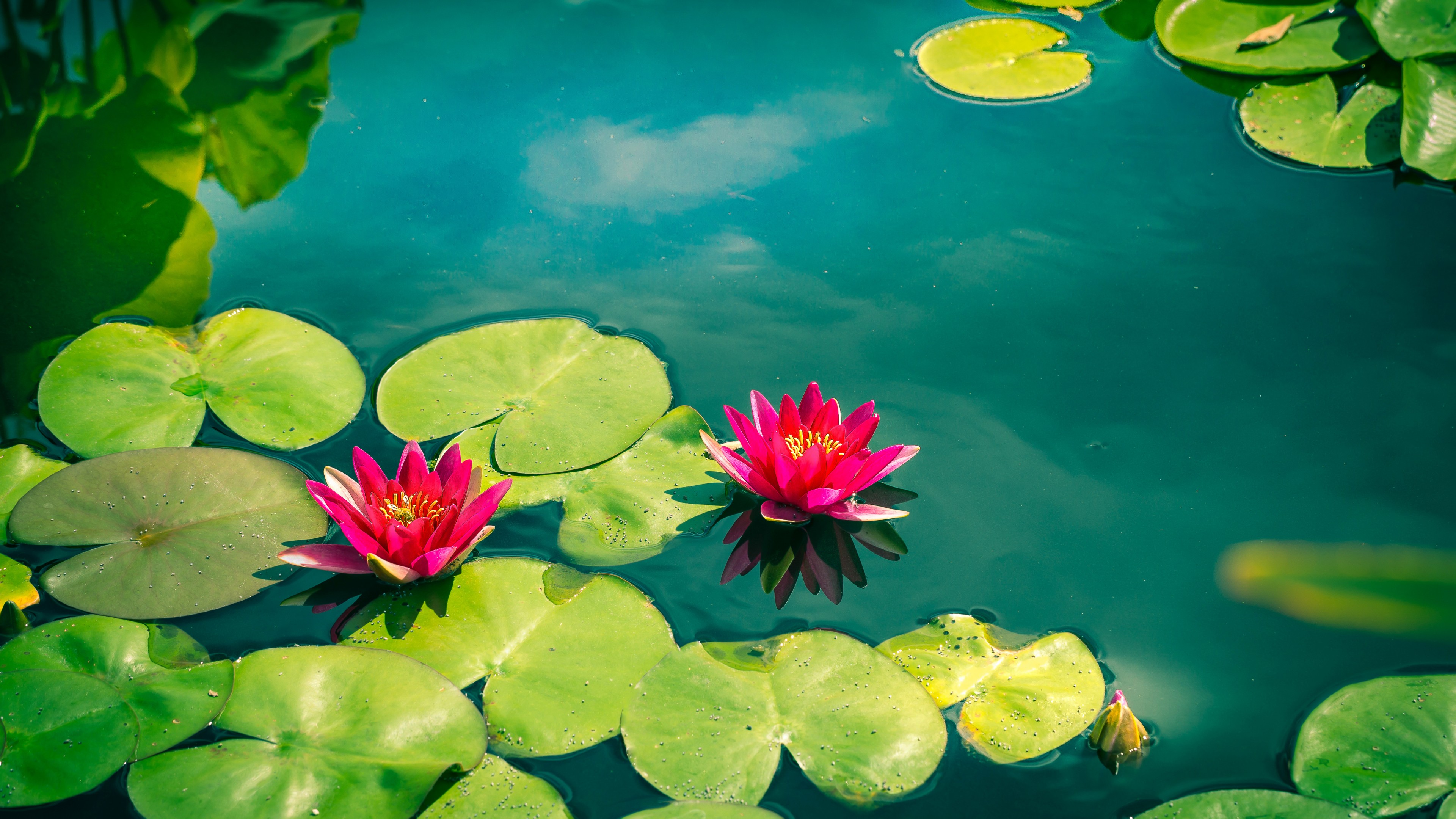 wallpaper water flower,fragrant white water lily,flower,aquatic plant,nature,water lily