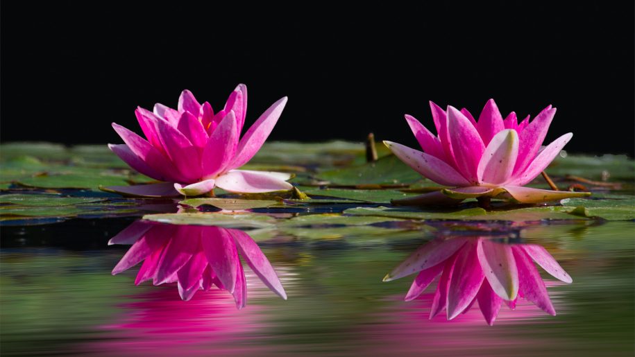 wallpaper water flower,flowering plant,petal,aquatic plant,flower,pink