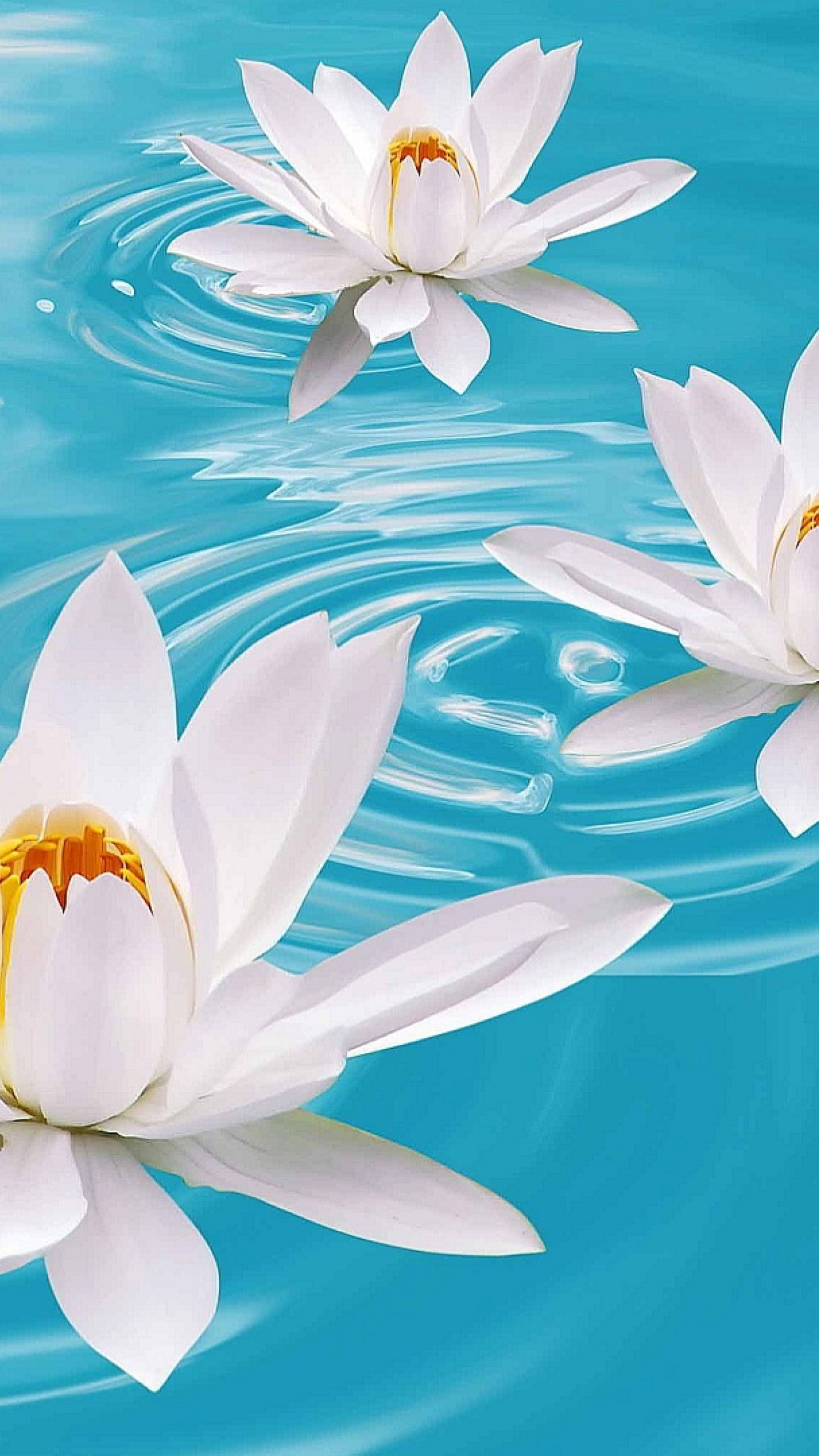 wallpaper water flower,fragrant white water lily,sacred lotus,lotus,lotus family,petal