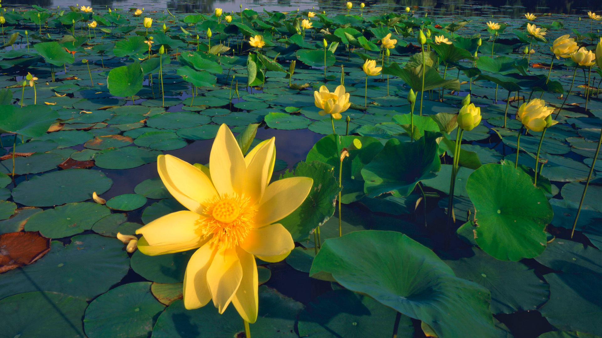 wallpaper water flower,flower,flowering plant,aquatic plant,yellow,water lily