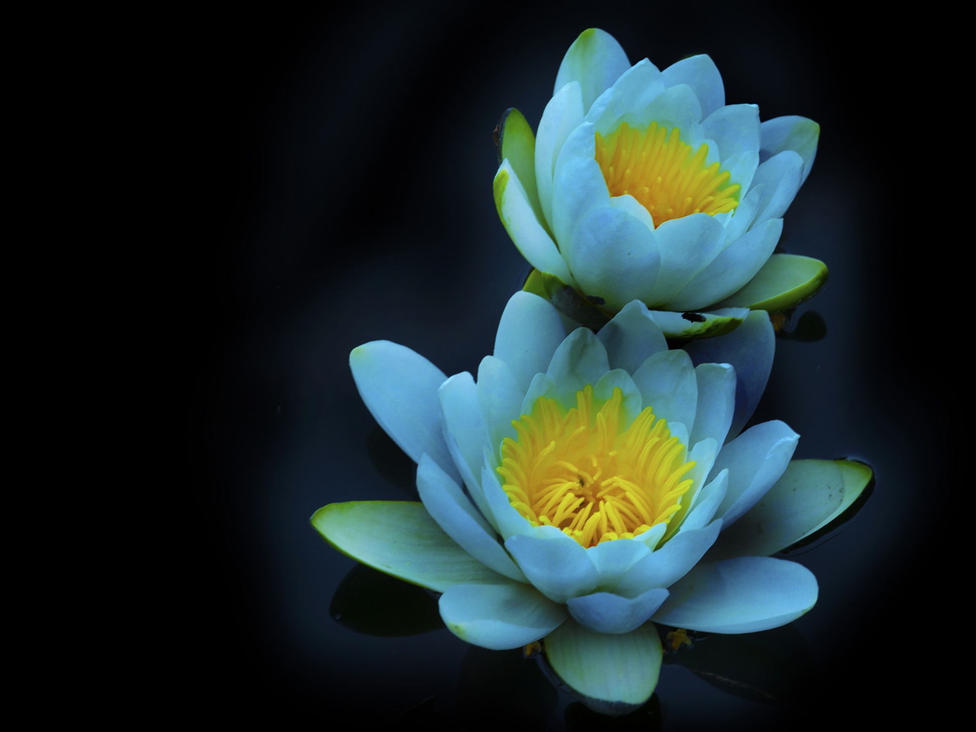 wallpaper water flower,flower,fragrant white water lily,flowering plant,petal,sacred lotus