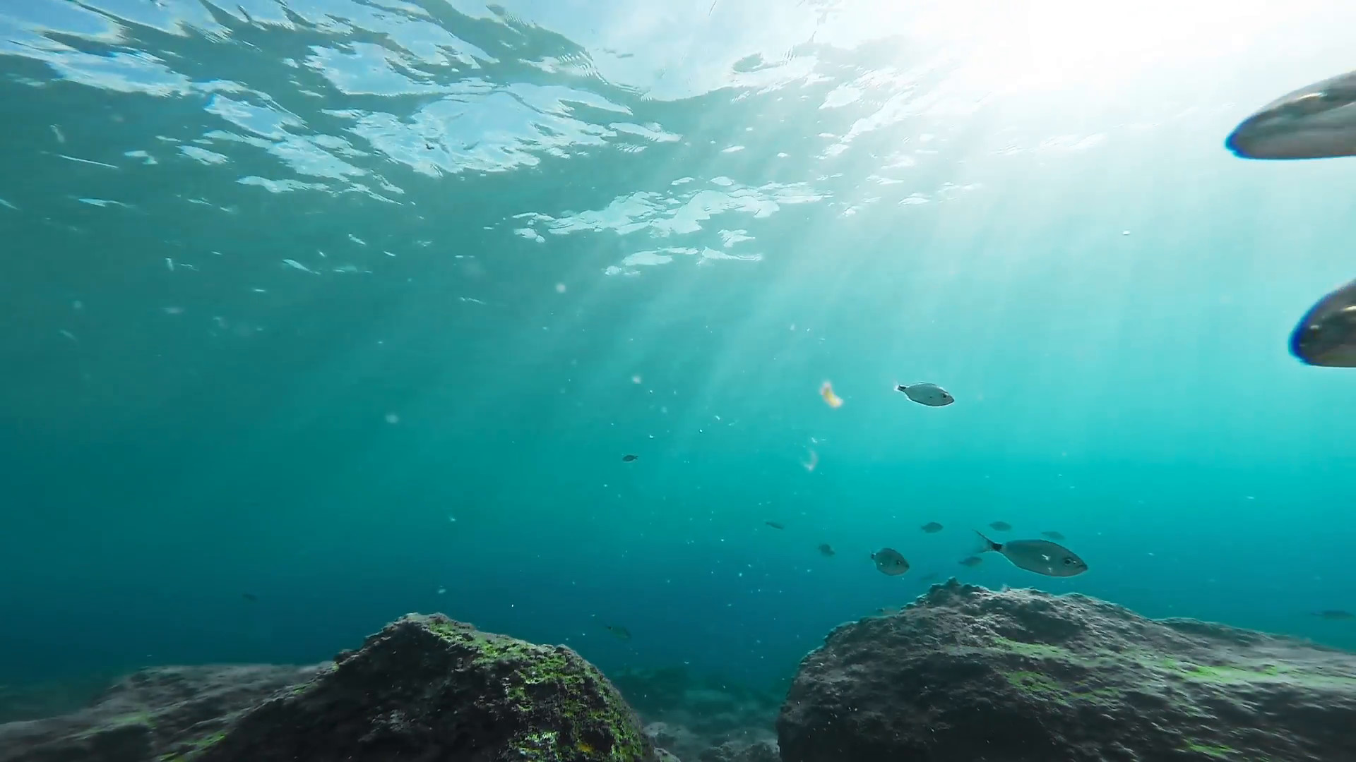 wasser leben tapete,unter wasser,wasser,meeresbiologie,meer,ozean