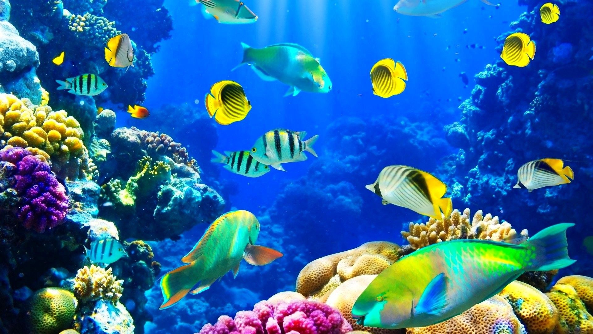 water life wallpaper,coral reef,underwater,coral reef fish,marine biology,reef