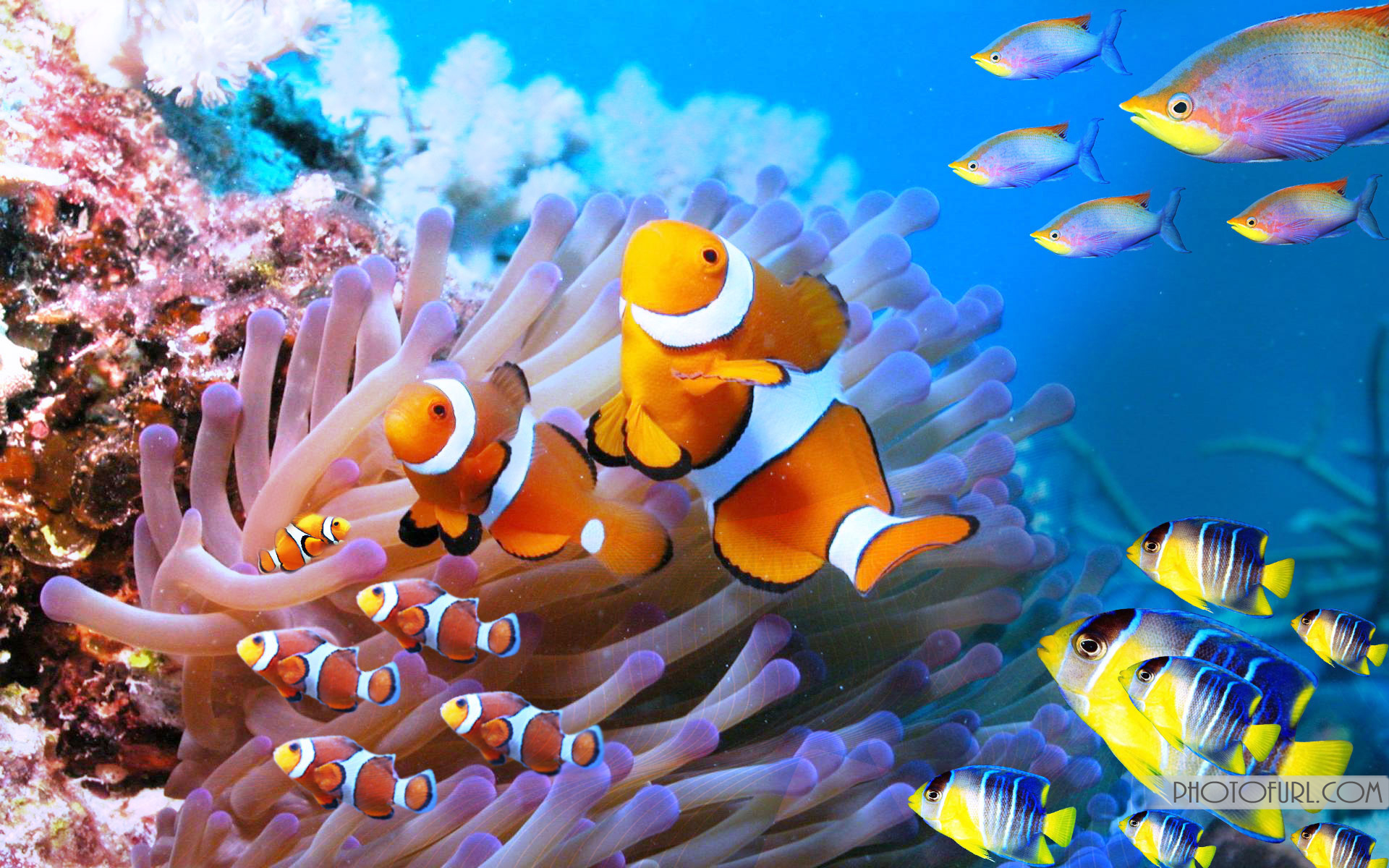 water life wallpaper,fish,anemone fish,clownfish,pomacentridae,coral reef