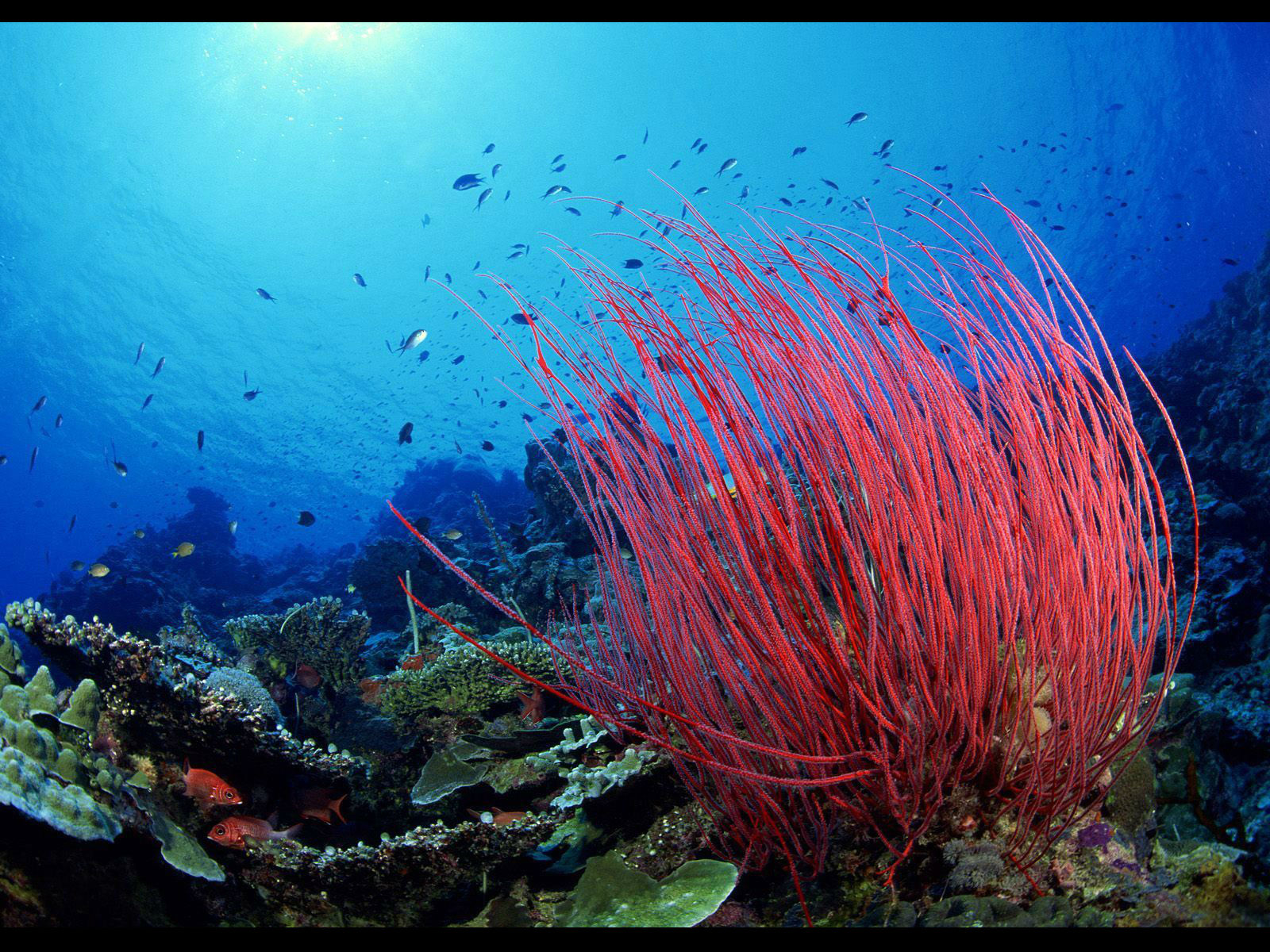 fond d'écran de la vie de l'eau,sous marin,récif de corail,biologie marine,récif,corail