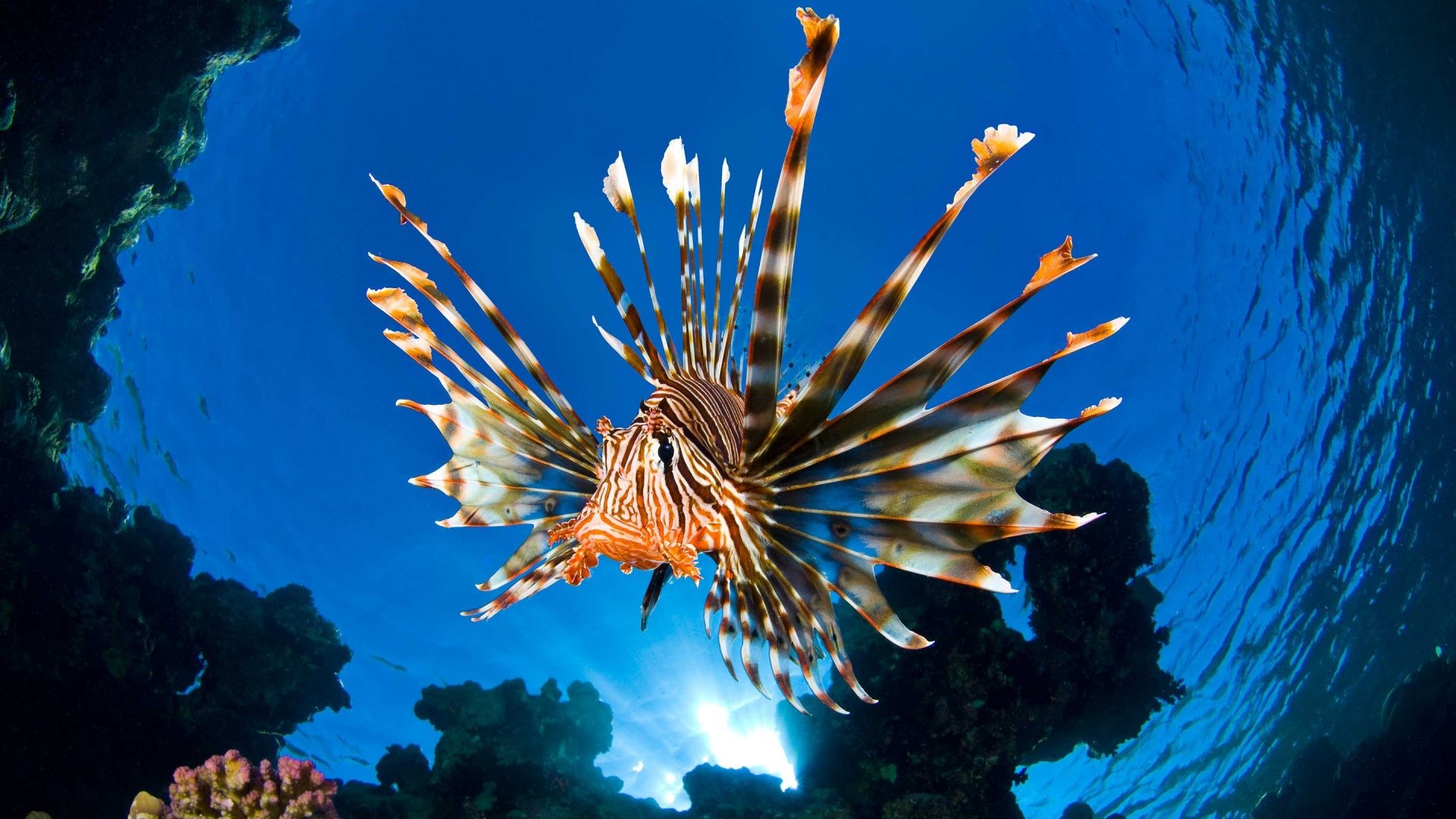 water life wallpaper,lionfish,marine biology,scorpionfish,fish,organism