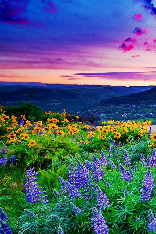 fondo de pantalla 3g,naturaleza,paisaje natural,flor,flor silvestre,lavanda