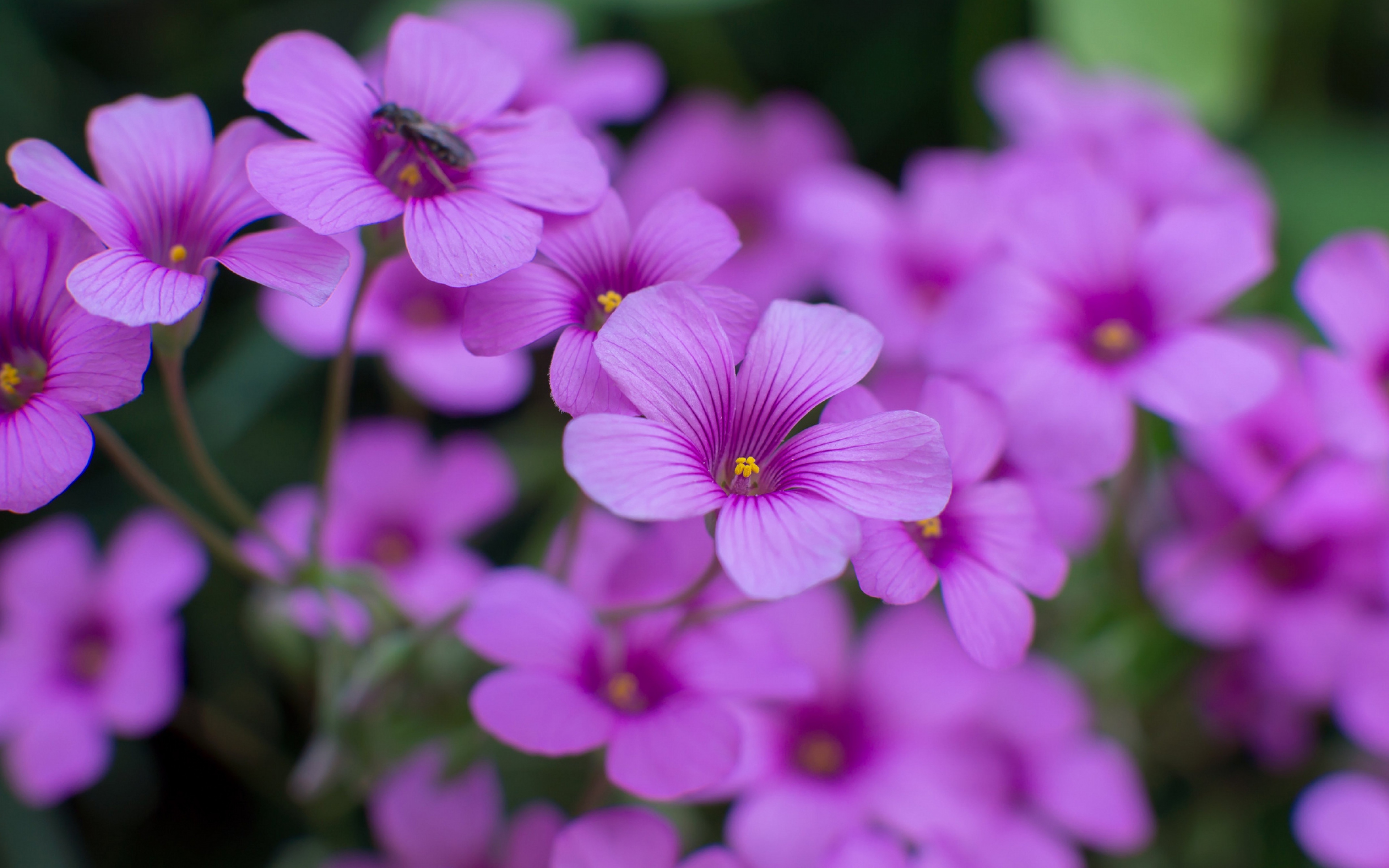 descarga de fondos de pantalla hermosa flor,flor,planta floreciendo,pétalo,planta,púrpura