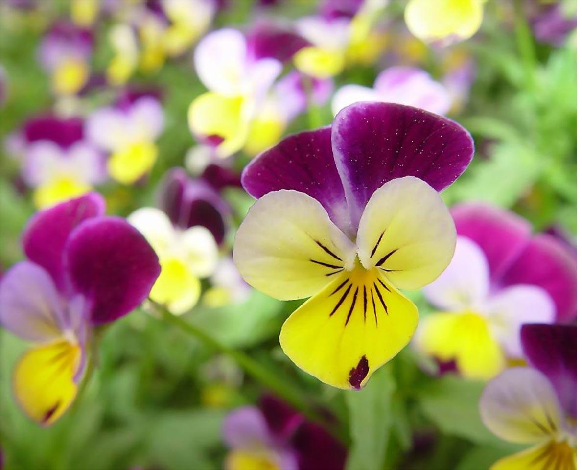 美しい花の壁紙のダウンロード,花,開花植物,ワイルドパンジー,工場,花弁