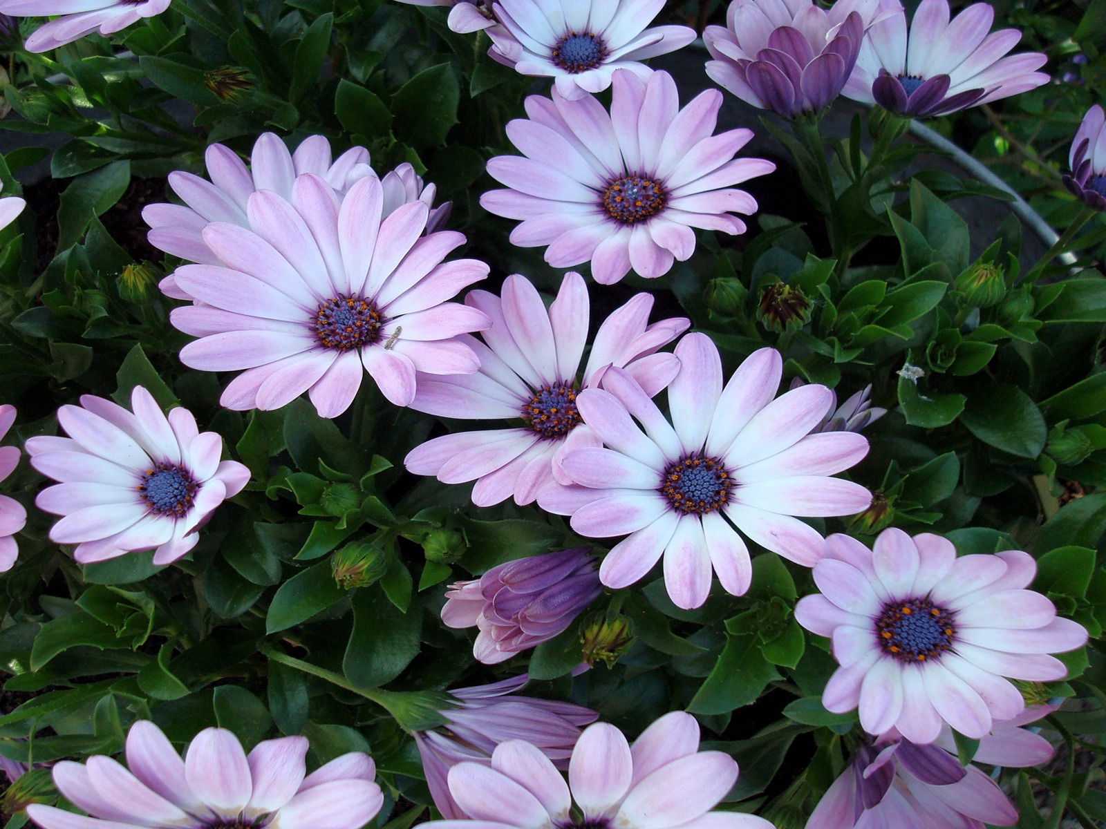 belle fleur fond d'écran télécharger,fleur,marguerite africaine,violet,plante,pétale