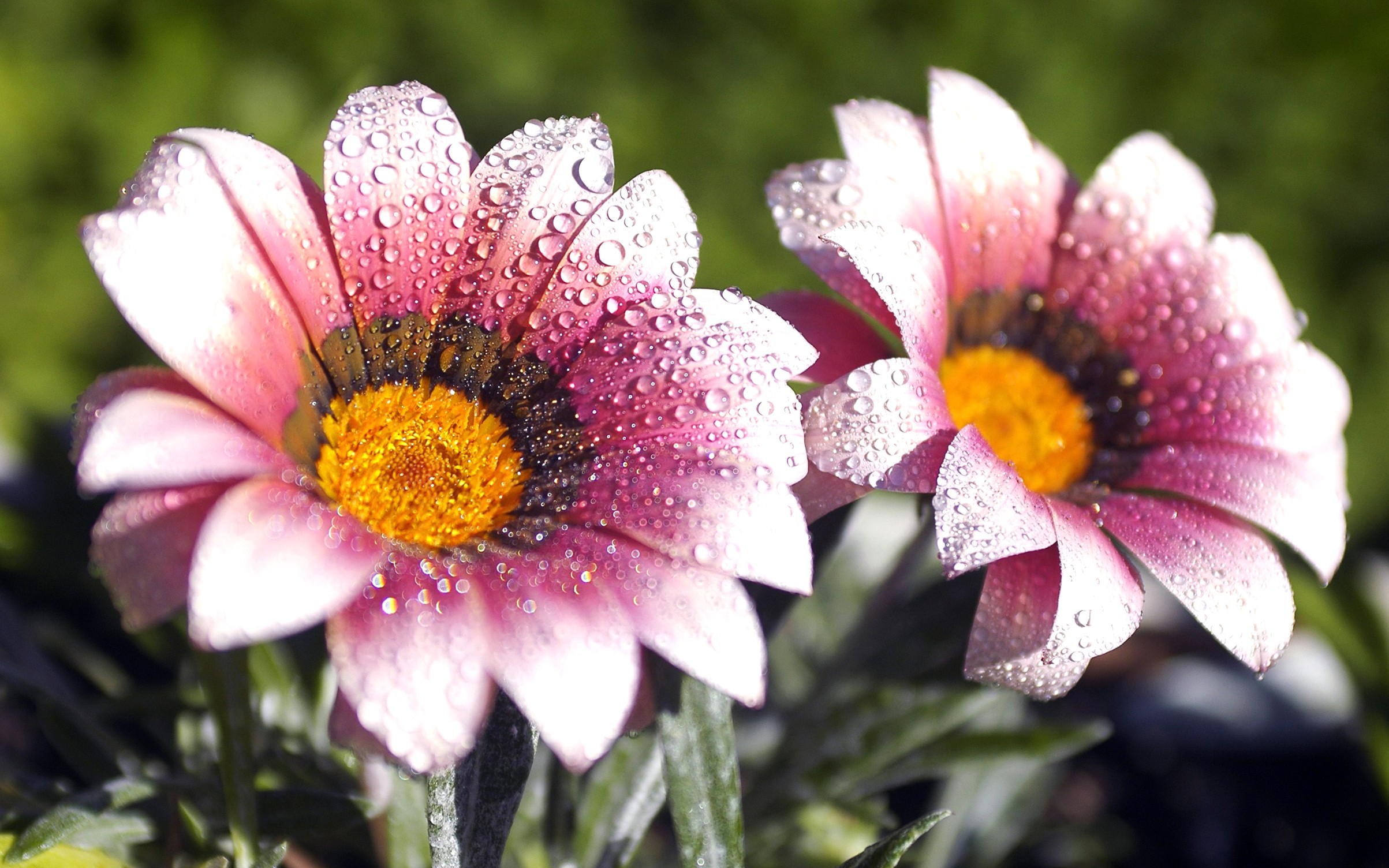 download di sfondi natura fiori,fiore,pianta fiorita,petalo,pianta,gazania