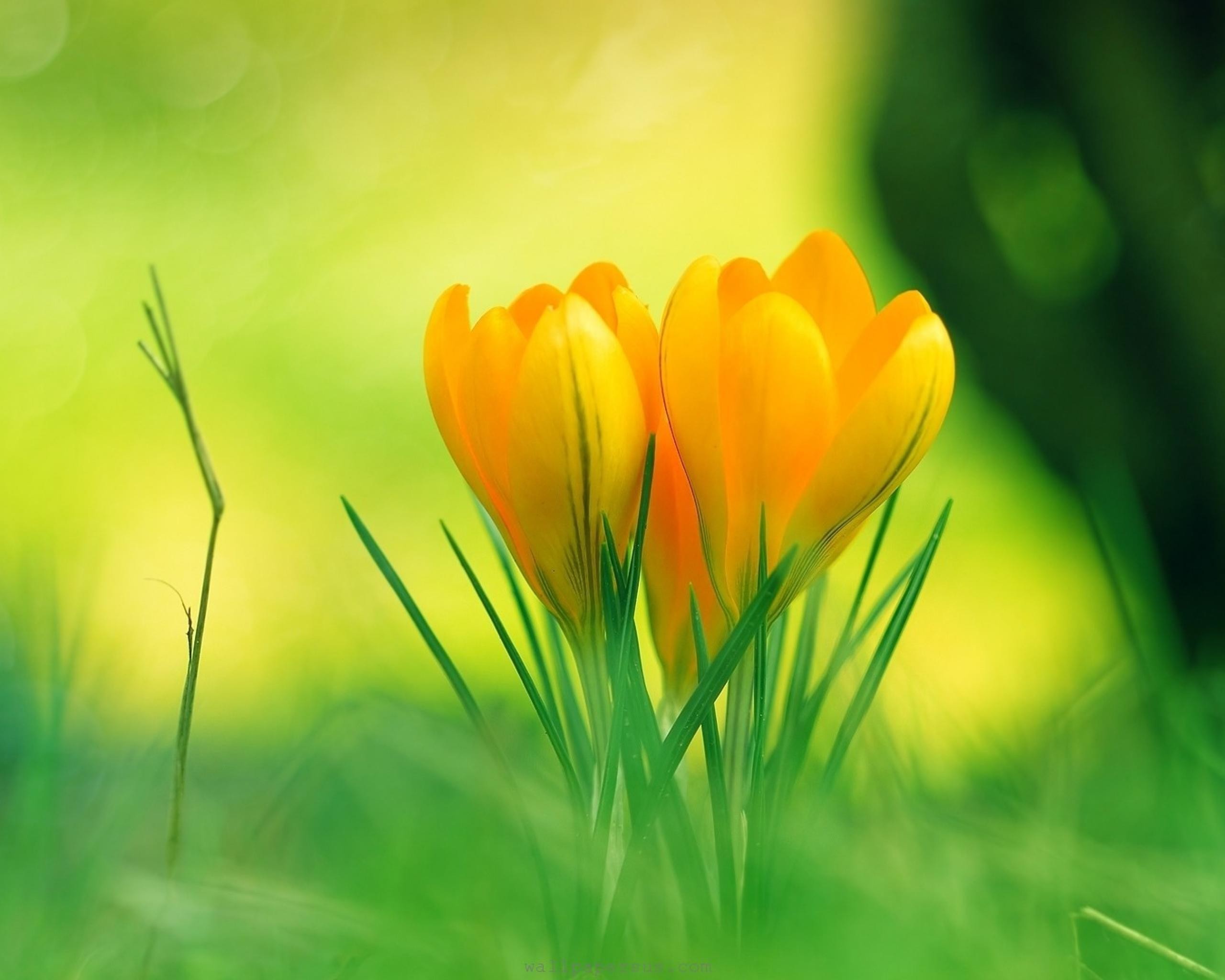 nature flowers wallpaper download,people in nature,green,nature,flower,yellow