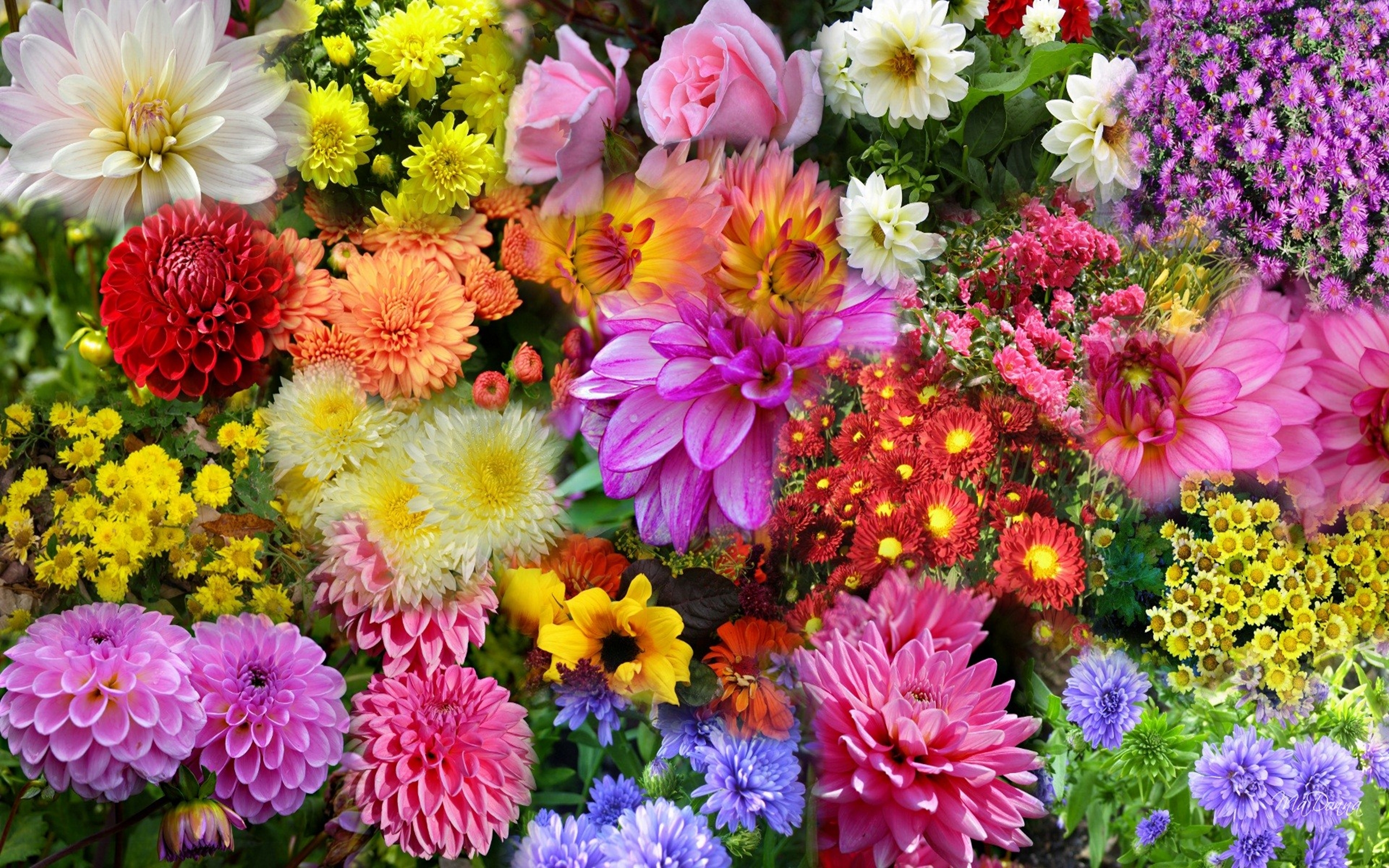 nature flowers wallpaper download,flower,flowering plant,plant,floristry,floral design