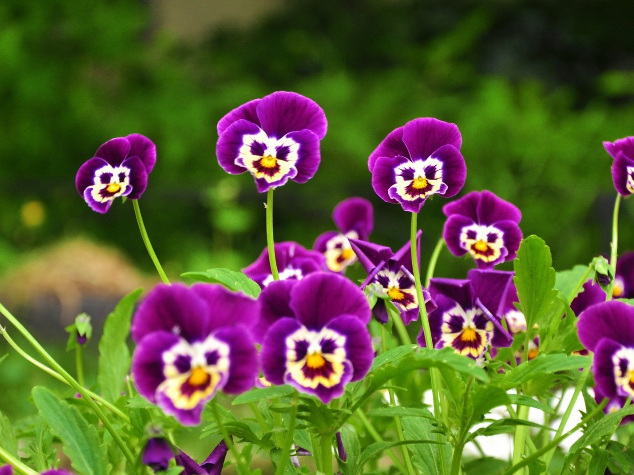 naturaleza flores fondos de pantalla descargar,flor,planta floreciendo,pensamiento,planta,púrpura