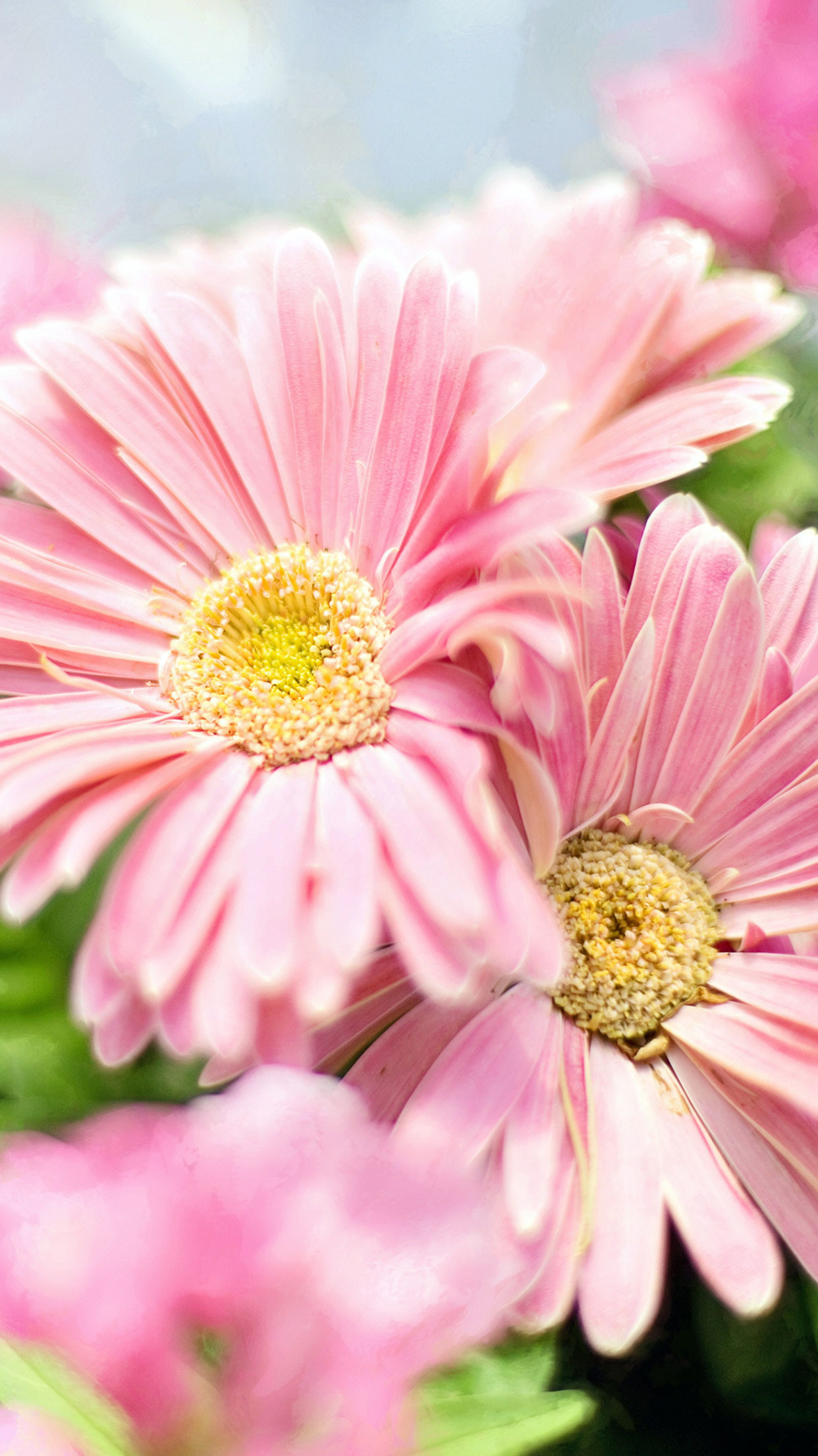 花の壁紙写真,花,開花植物,花弁,バーバートンデイジー,工場