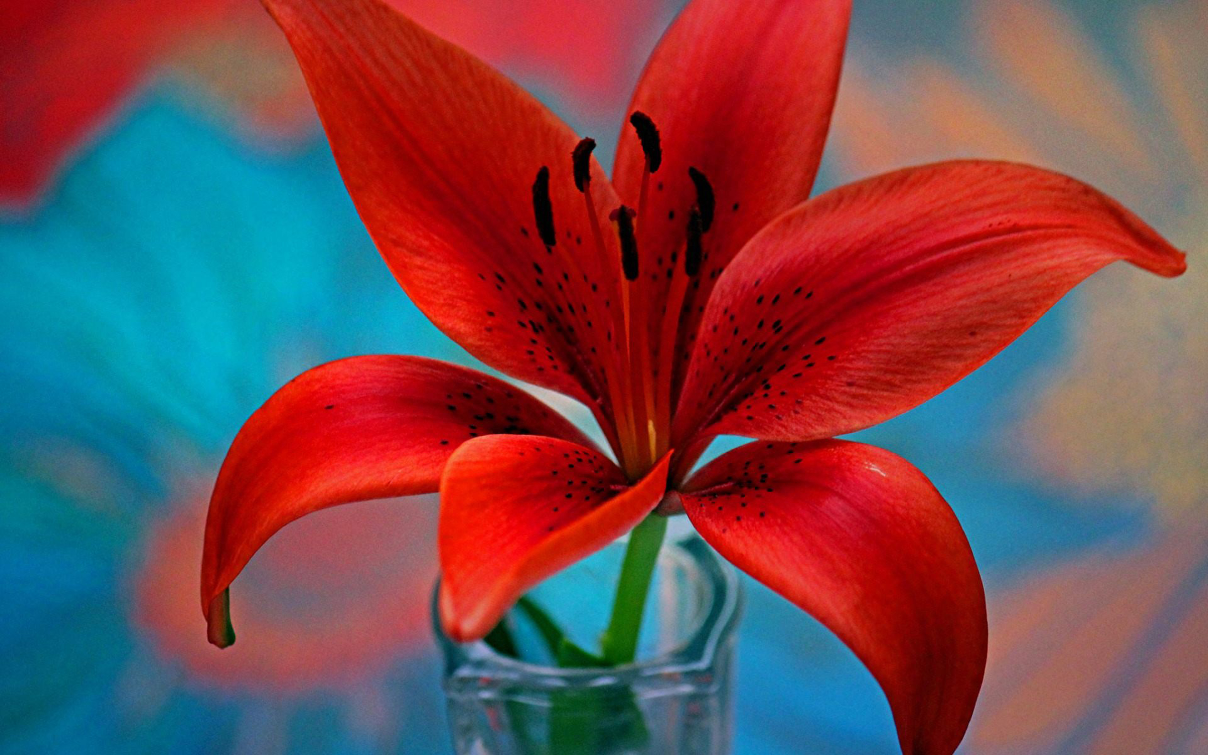 flower wallpaper pic,lily,petal,flower,red,plant