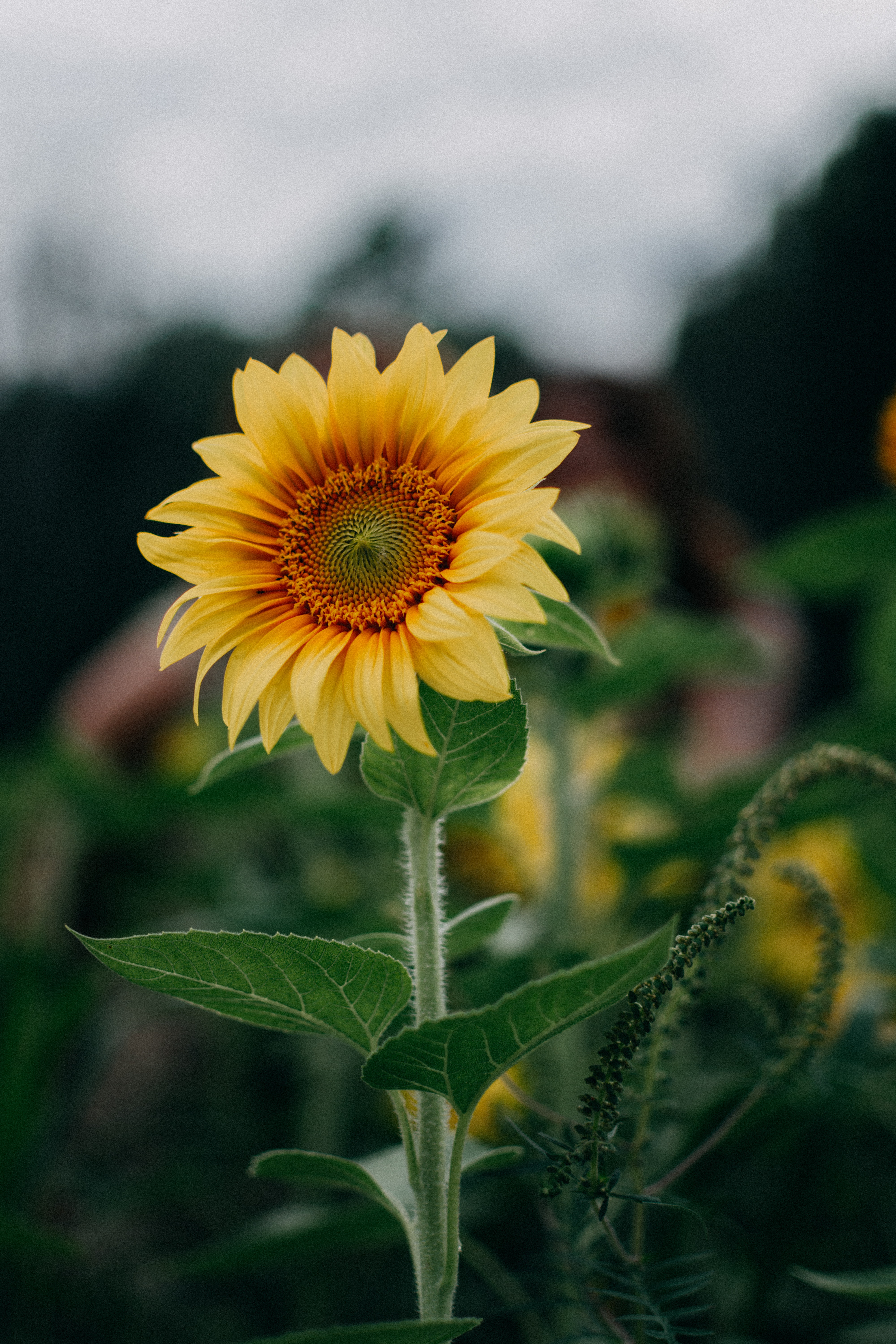 flower wallpaper pic,flower,sunflower,flowering plant,petal,yellow