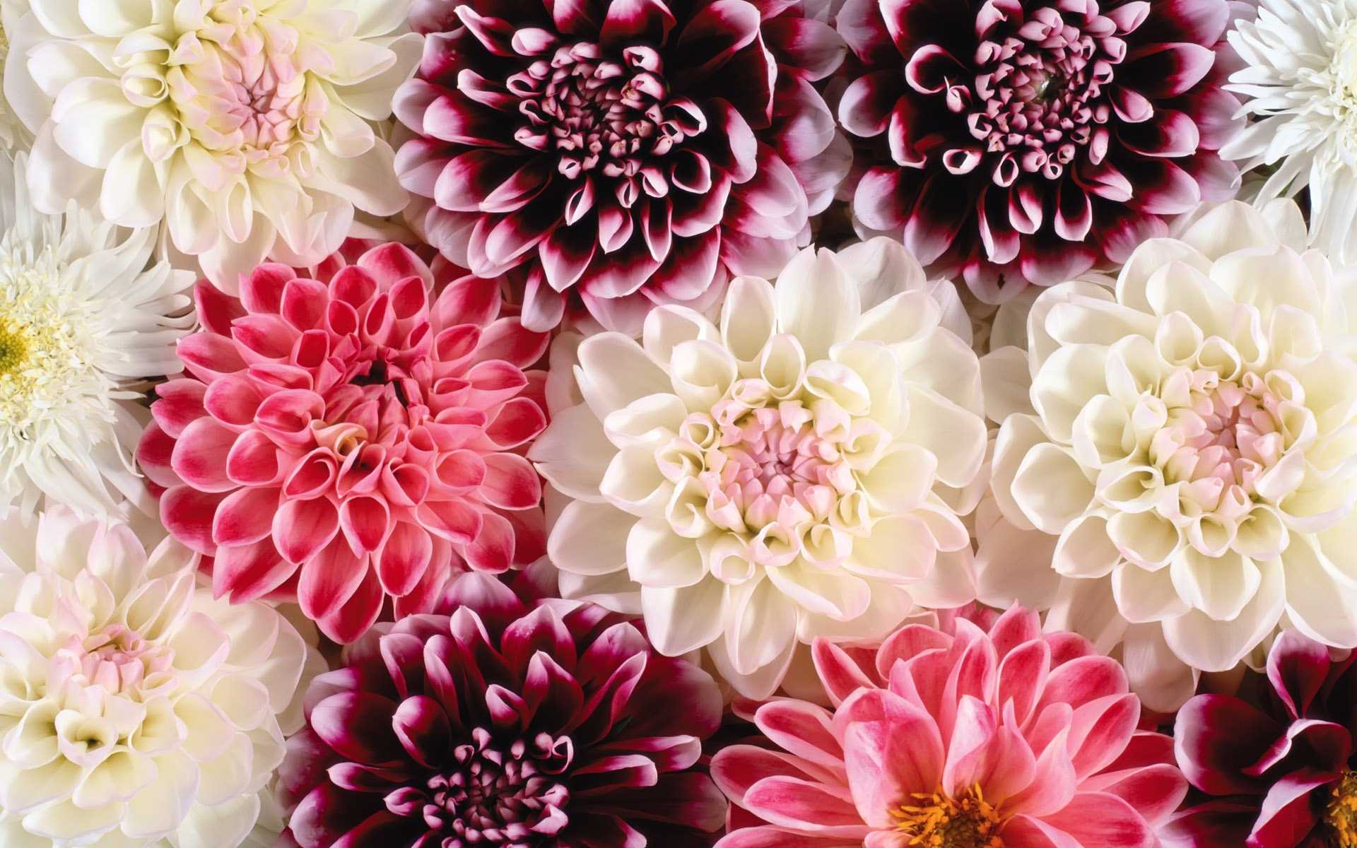 flower images wallpapers download,flower,petal,pink,dahlia,chrysanths