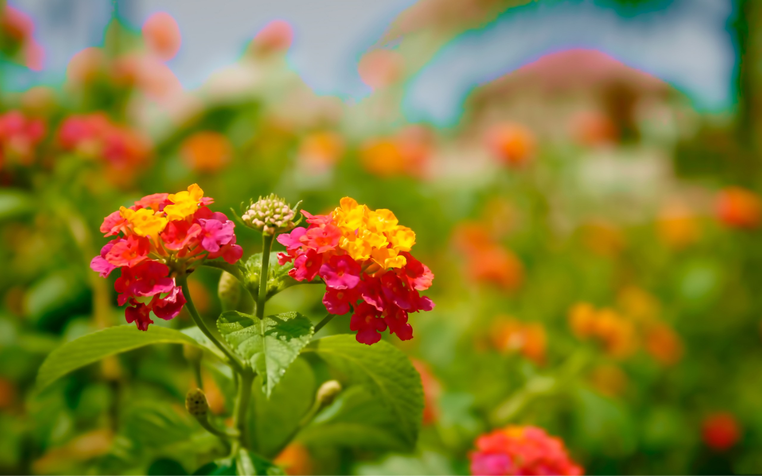 download di sfondi di immagini di fiori,fiore,pianta fiorita,petalo,pianta,lantana camara