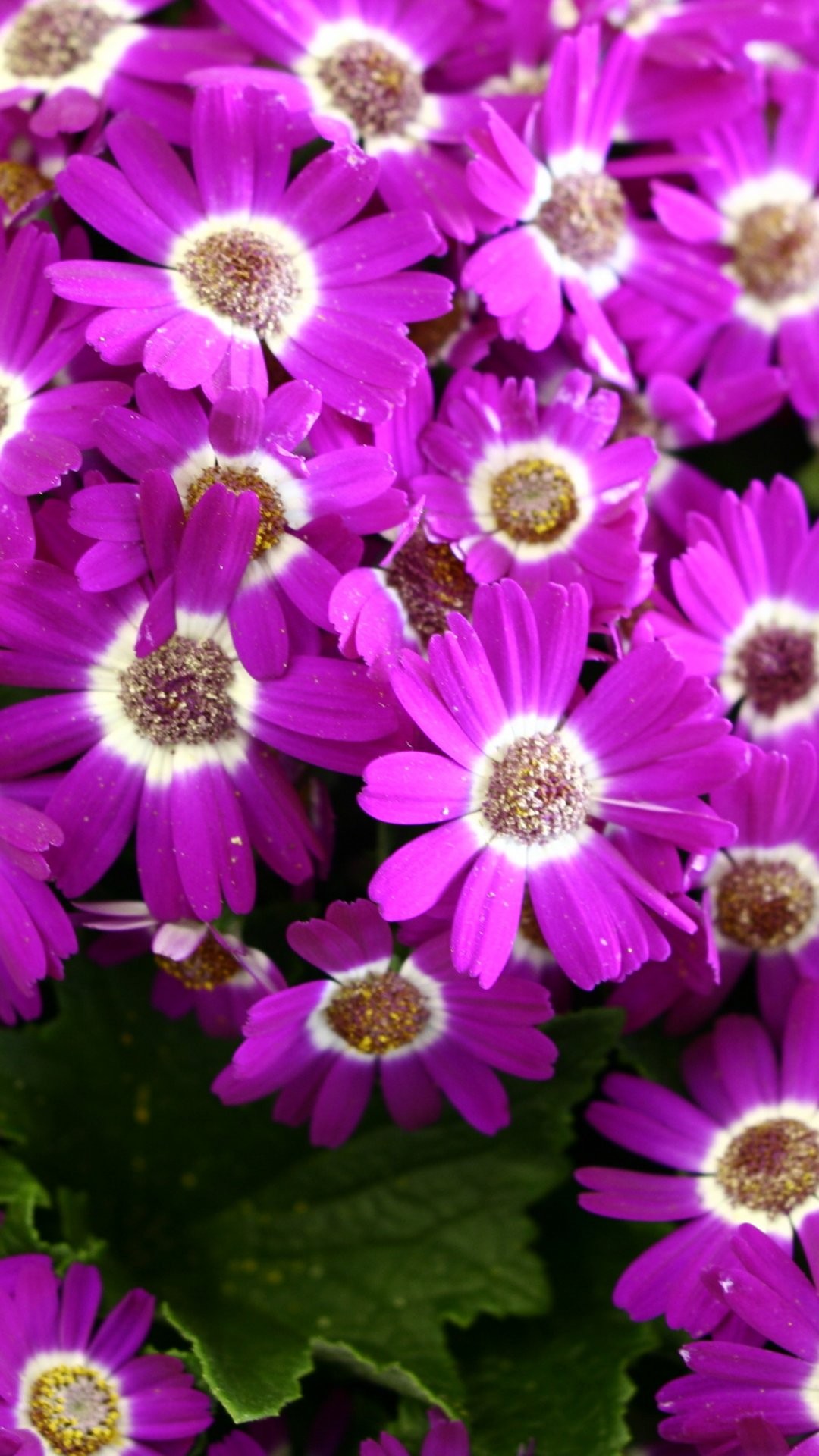 flower wallpaper pic,flower,flowering plant,pericallis,petal,plant