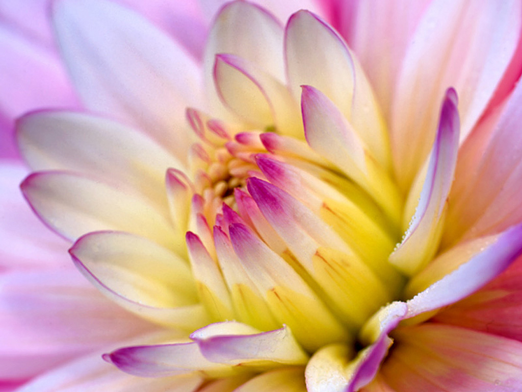 花の壁紙写真,花,花弁,開花植物,ピンク,白い