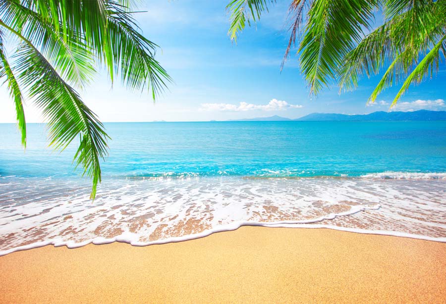 beach desktop wallpaper,nature,sky,tree,tropics,ocean