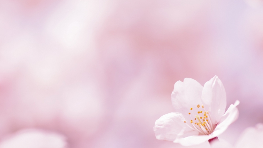 good flower wallpaper,flower,petal,pink,blossom,spring