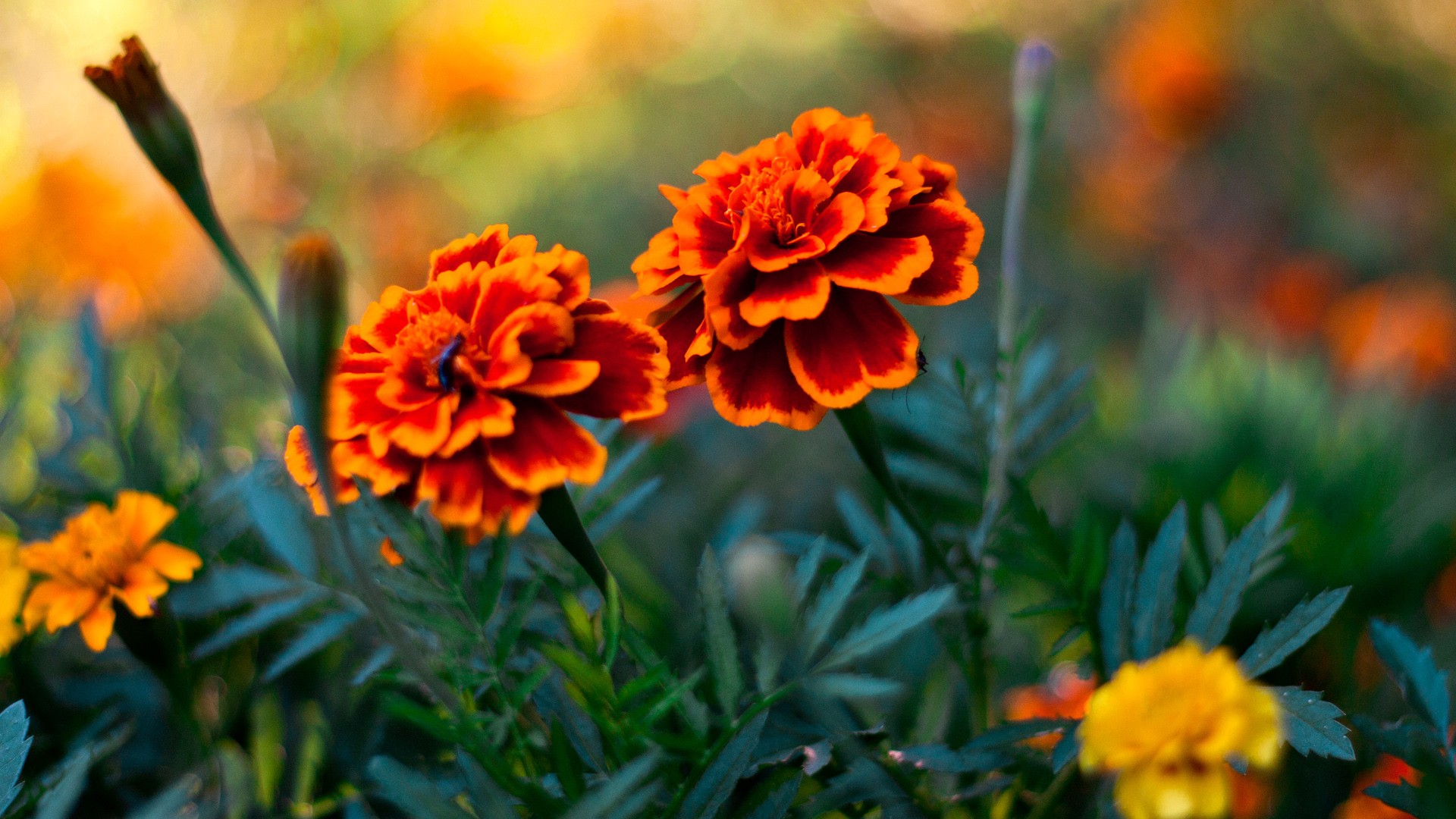 buona carta da parati a fiori,fiore,pianta fiorita,pianta,petalo,patula tagetes