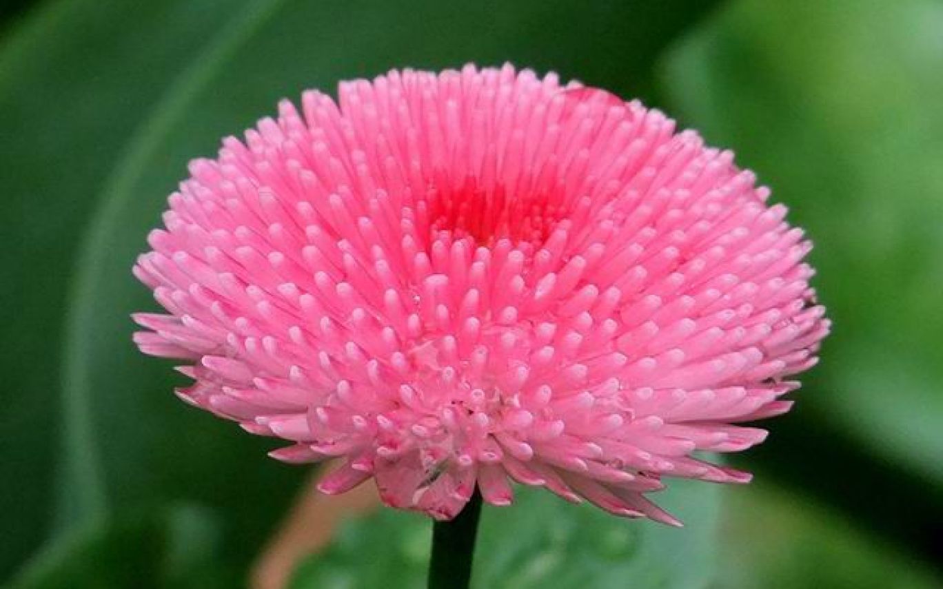 buona carta da parati a fiori,pianta fiorita,fiore,pianta,rosa,petalo