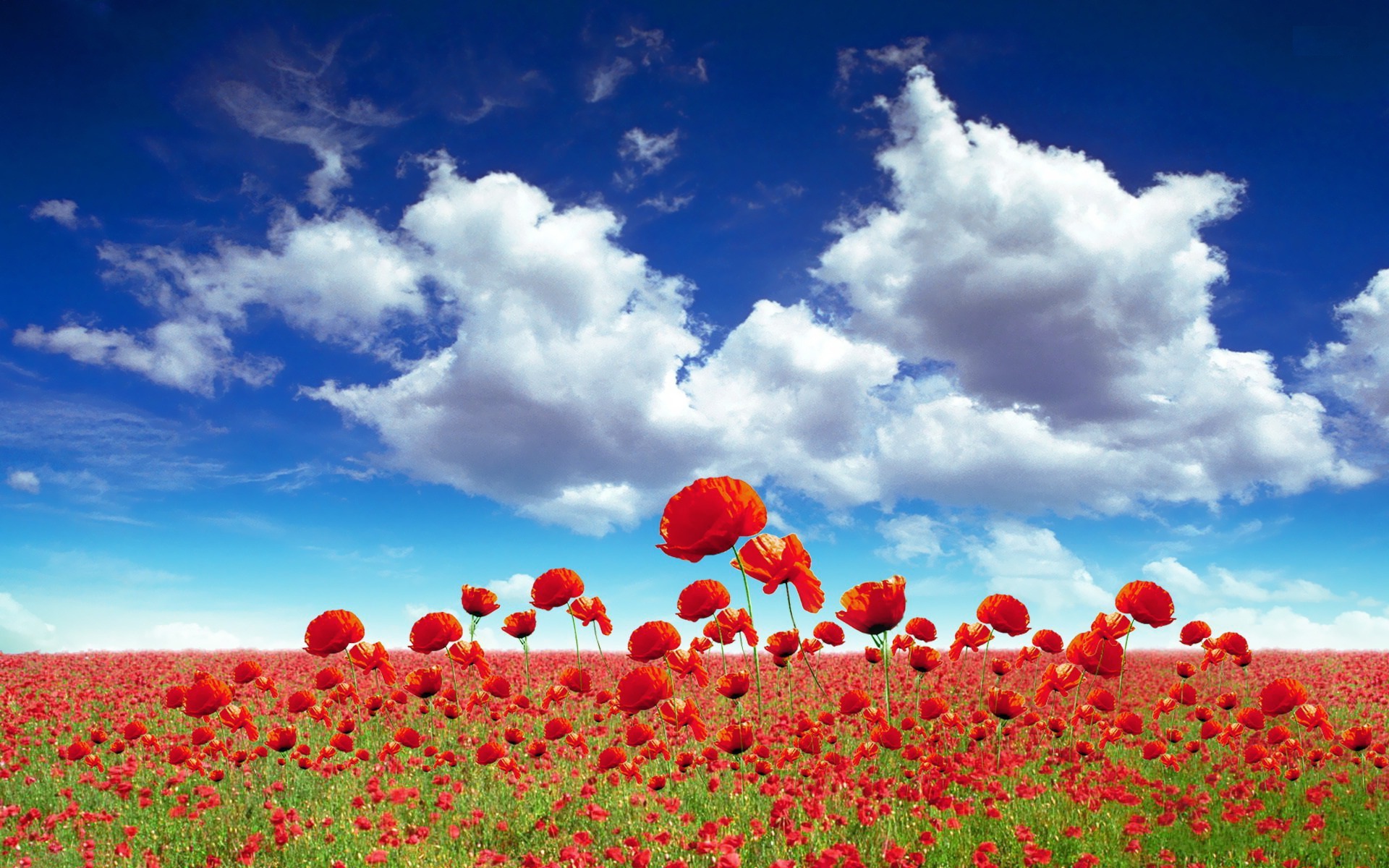 buona carta da parati a fiori,cielo,paesaggio naturale,campo,rosso,fiore