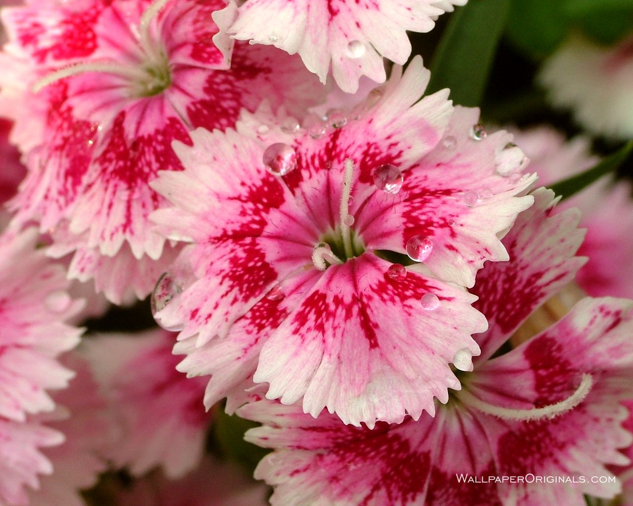 lovely flowers background wallpaper,flower,flowering plant,plant,pink,petal