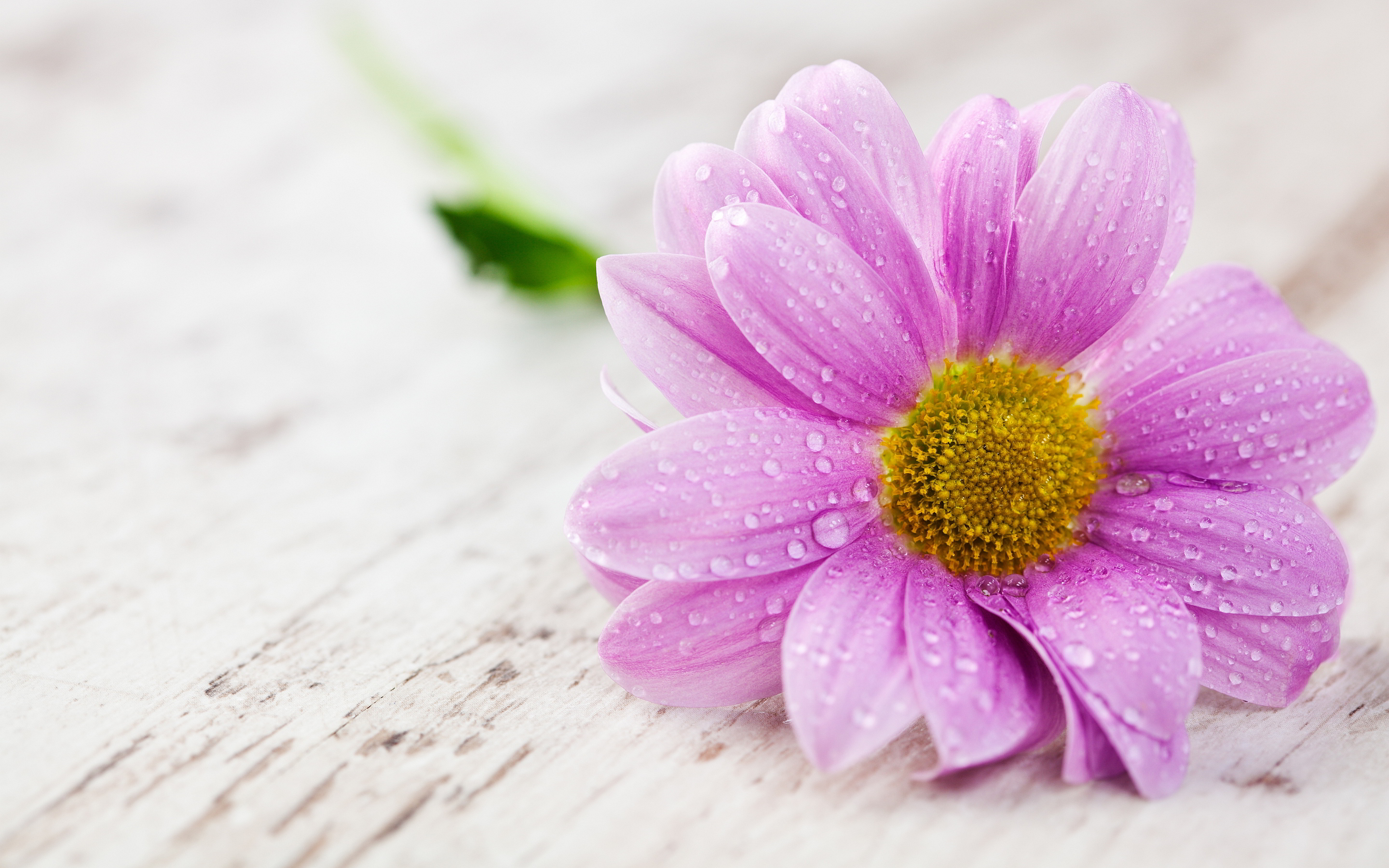 lovely flowers background wallpaper,flower,flowering plant,petal,pink,violet