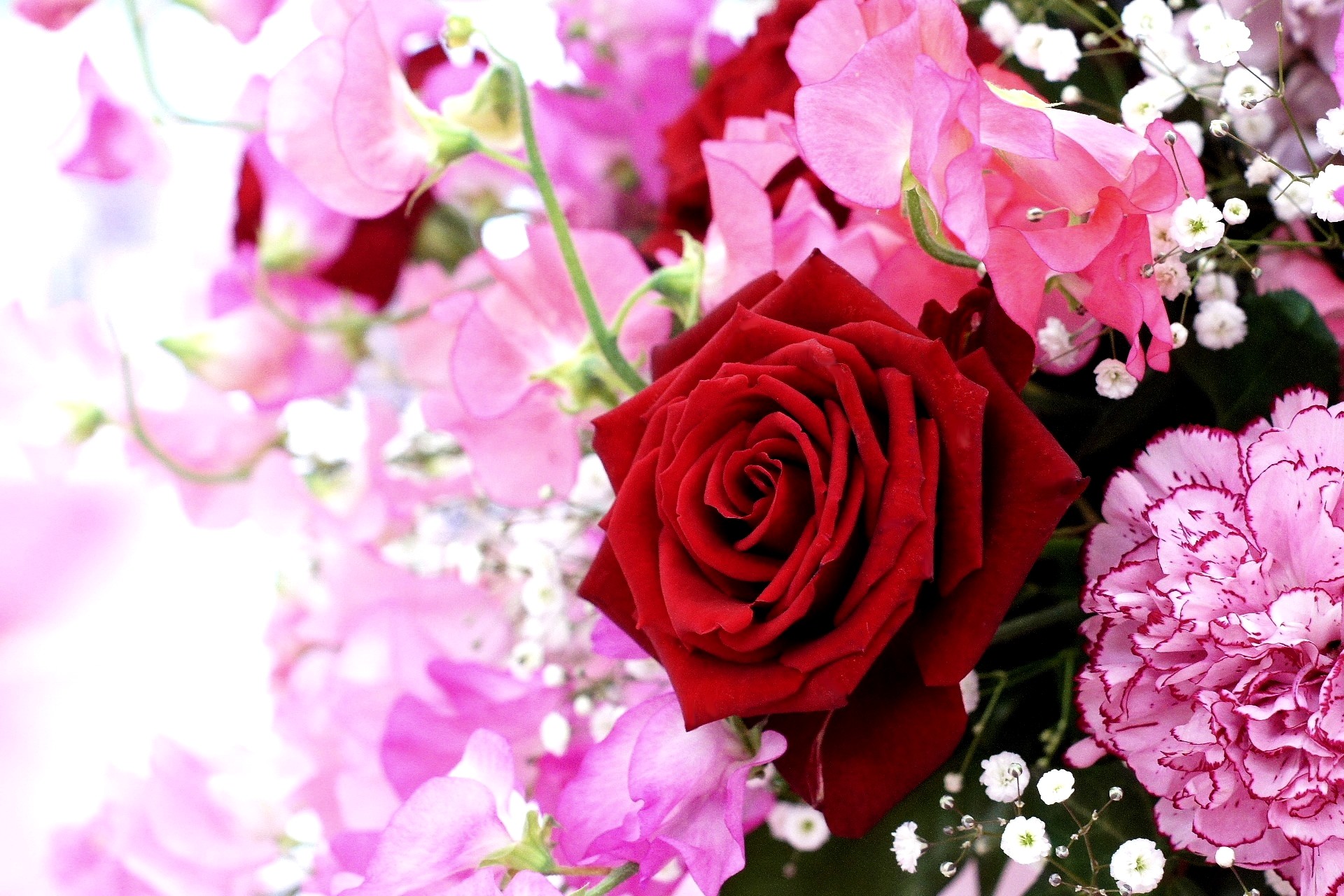 hermosas flores fondo de pantalla,flor,planta floreciendo,rosas de jardín,rosado,pétalo