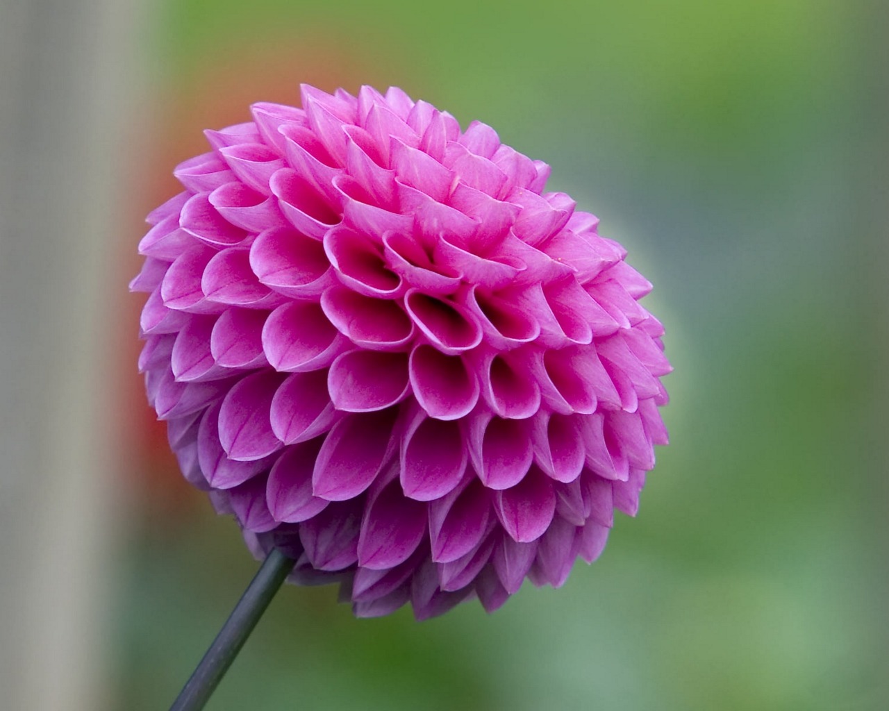 素敵な花の背景の壁紙,花,開花植物,ピンク,工場,花弁