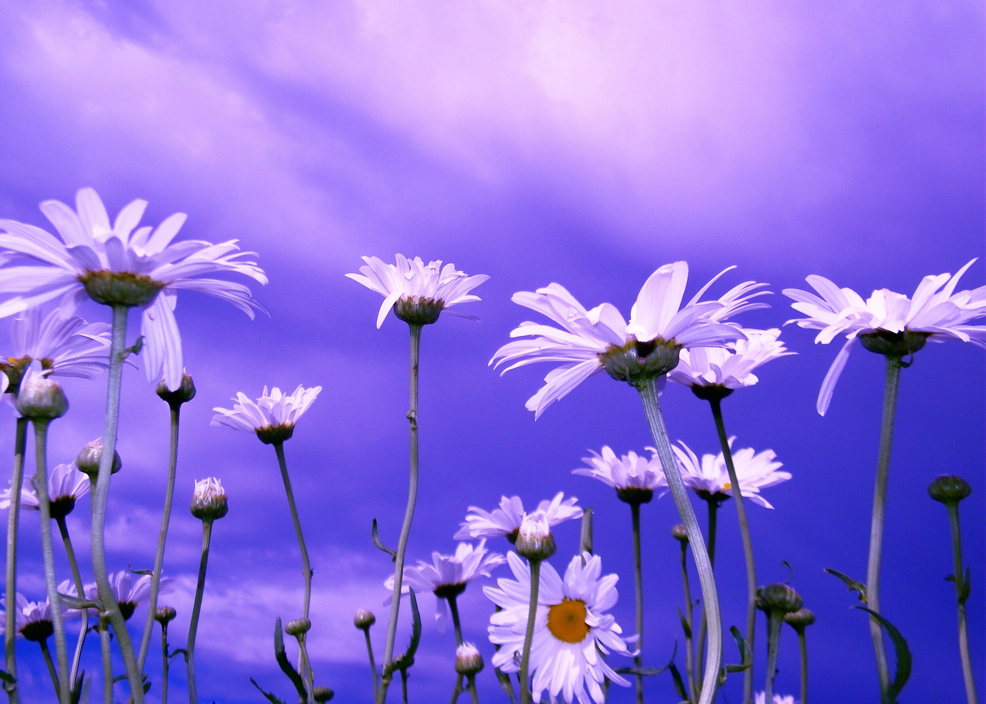 lovely flowers background wallpaper,flower,blue,purple,lavender,plant