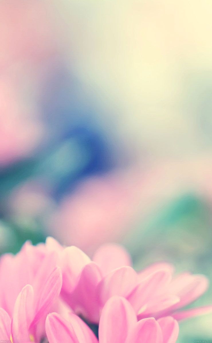 lovely flowers background wallpaper,pink,blue,petal,sky,flower