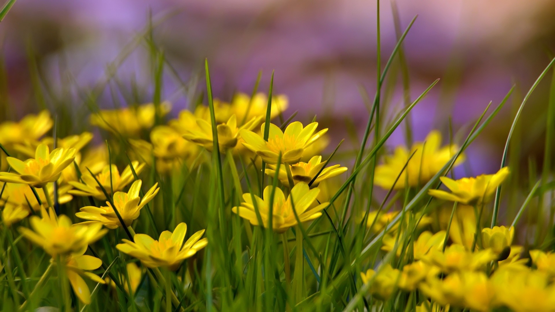 lovely flowers background wallpaper,flower,flowering plant,yellow,plant,spring