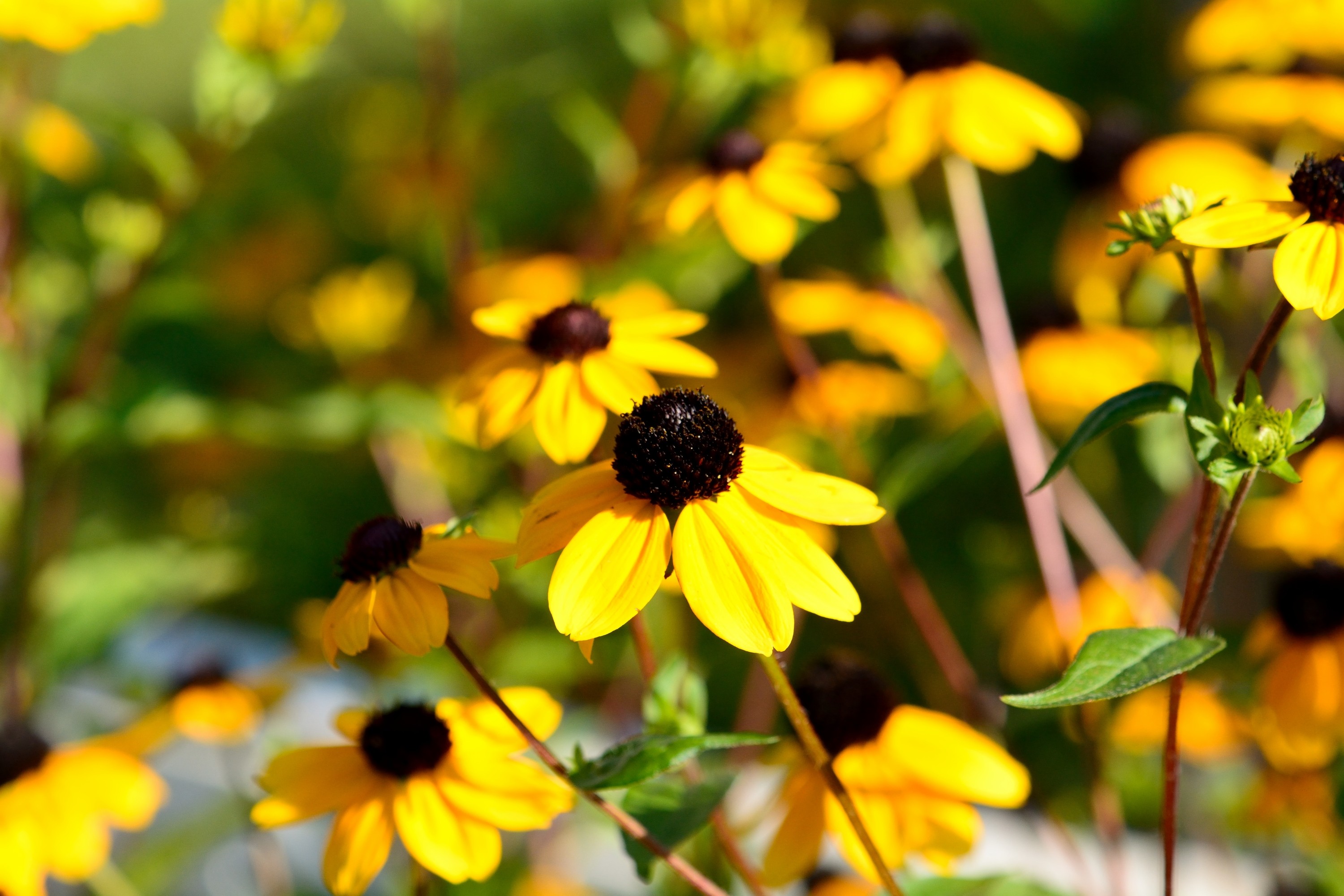 fonds d'écran hd nature fleurs téléchargement gratuit,fleur,susan aux yeux noirs,jaune,pétale,plante