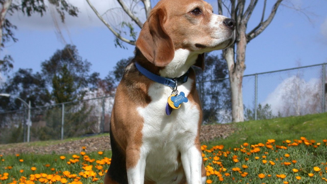 素敵な花の背景の壁紙,犬,ハリアー,アメリカンフォックスハウンド,ビーグル