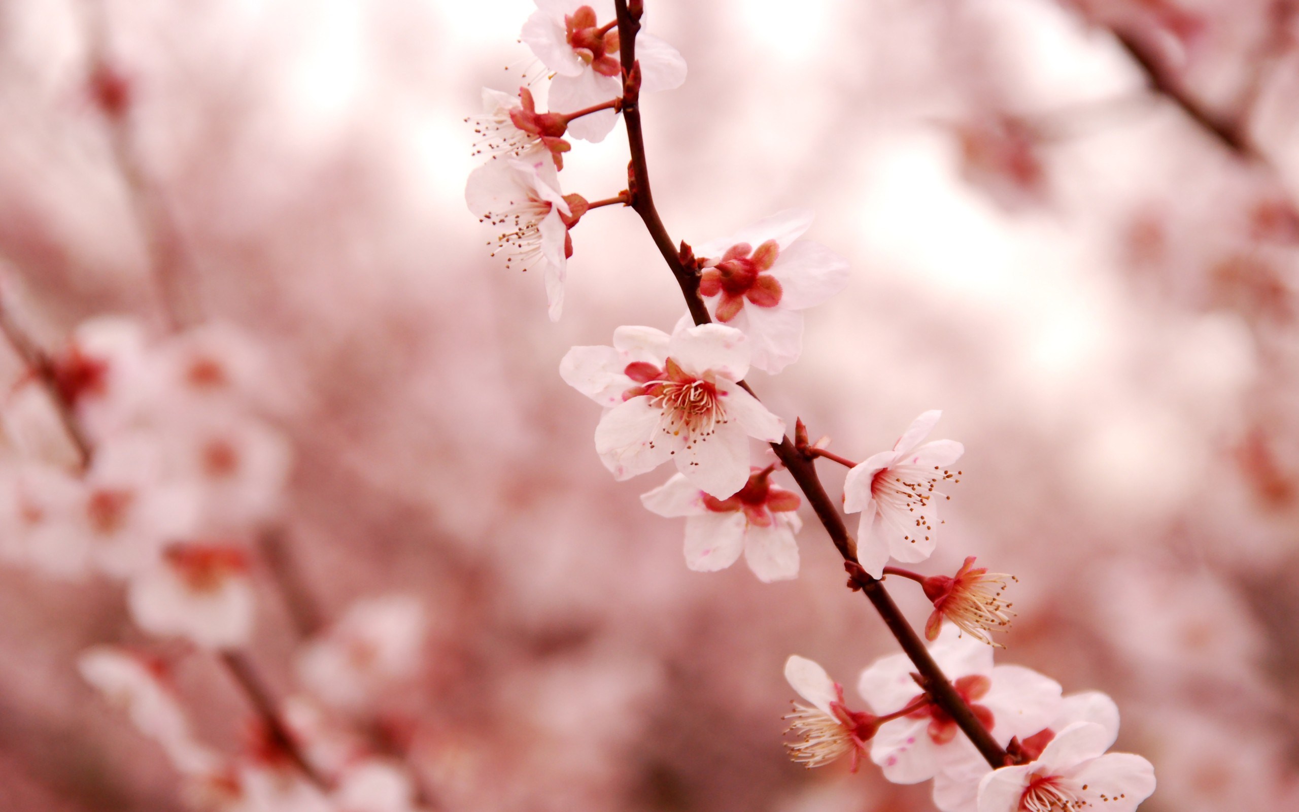 lovely flowers background wallpaper,flower,blossom,spring,branch,plant