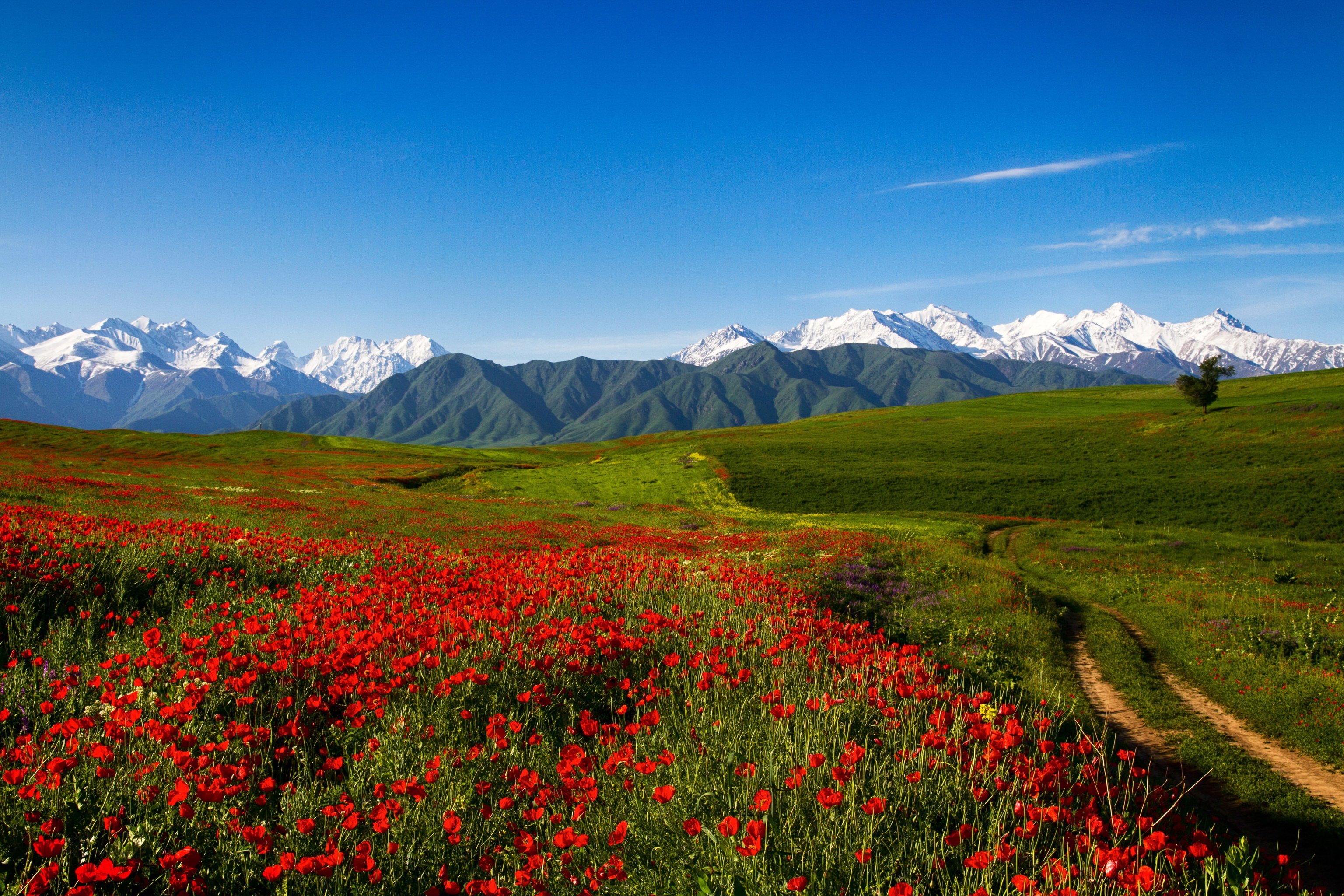 hd wallpapers nature flowers free download,natural landscape,nature,mountainous landforms,meadow,grassland