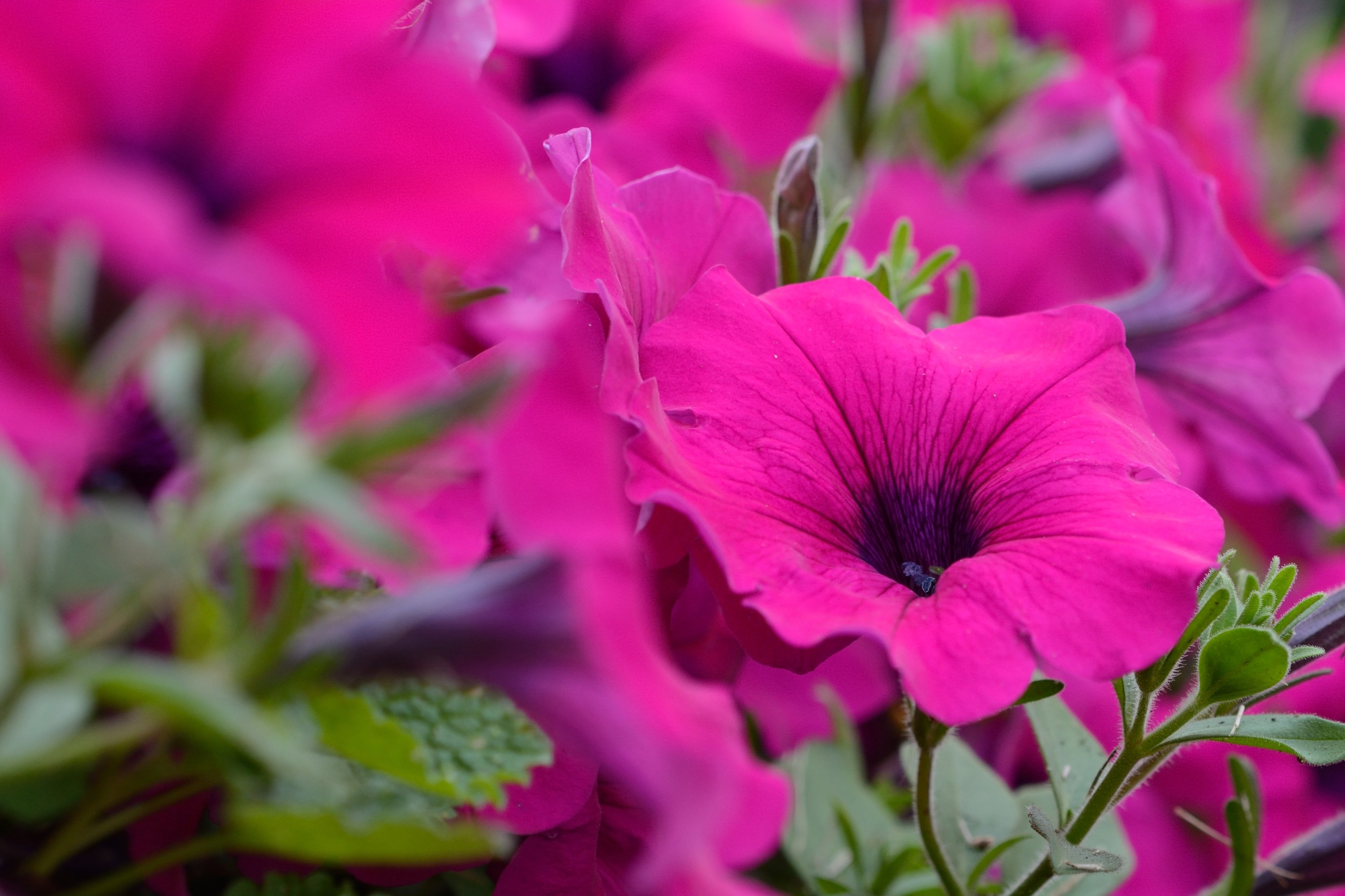 fondos de pantalla hd naturaleza flores descarga gratuita,flor,planta floreciendo,pétalo,planta,rosado