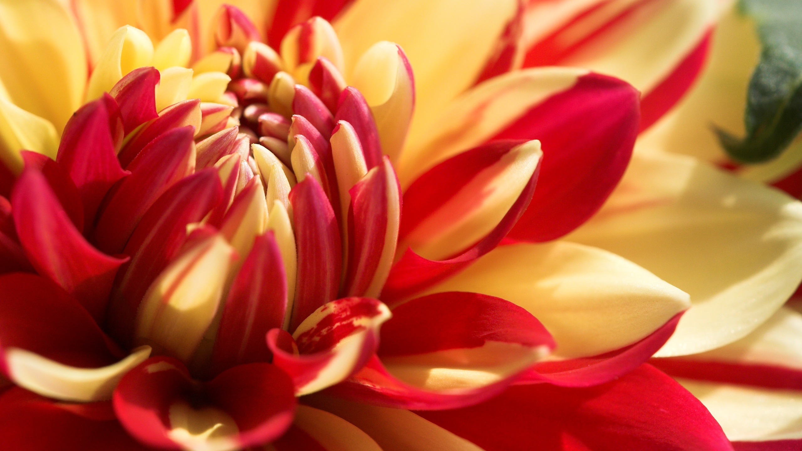 beautiful 3d flowers wallpapers,flower,flowering plant,petal,plant,red