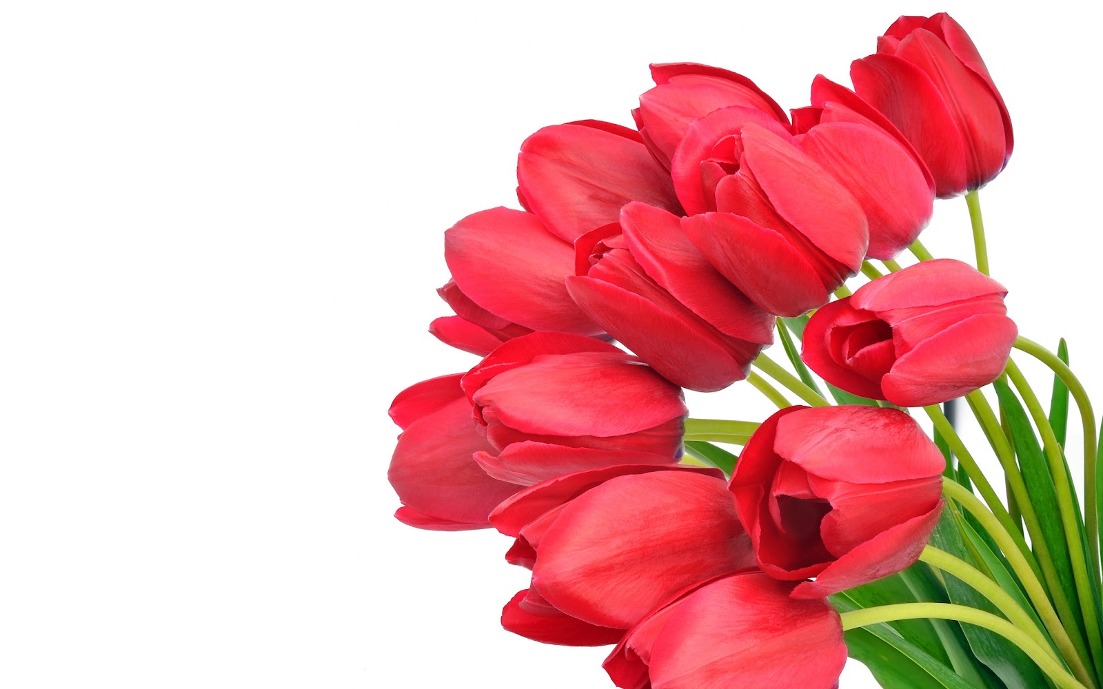 sfondi di fiori più recenti,fiore,pianta fiorita,petalo,rosso,tulipano