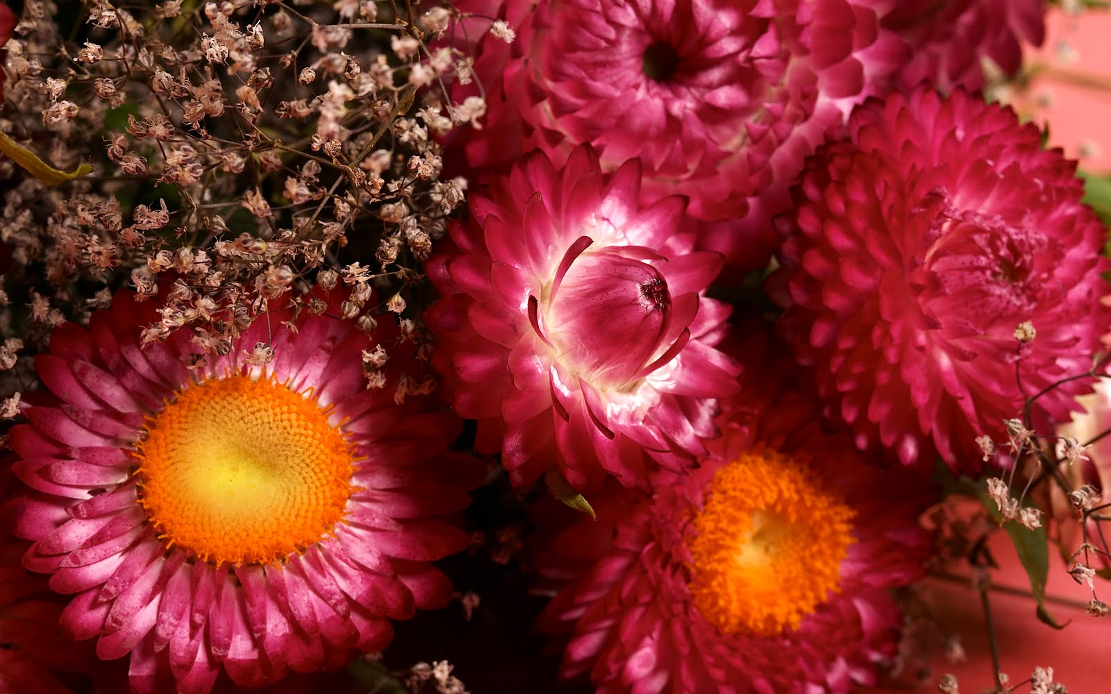 latest flowers wallpapers,flower,pink,plant,petal,orange