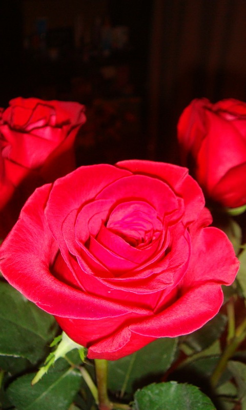 neueste blumen tapeten,blume,rose,gartenrosen,blühende pflanze,blütenblatt