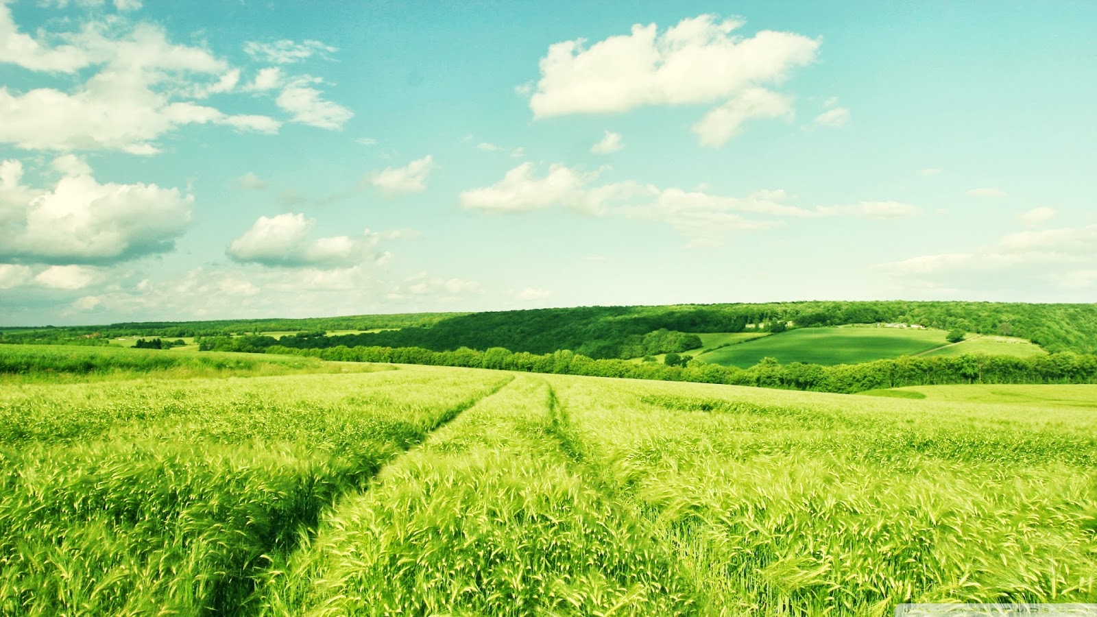 無料夏の壁紙 草原 自然の風景 緑 自然 フィールド 8603 Wallpaperuse