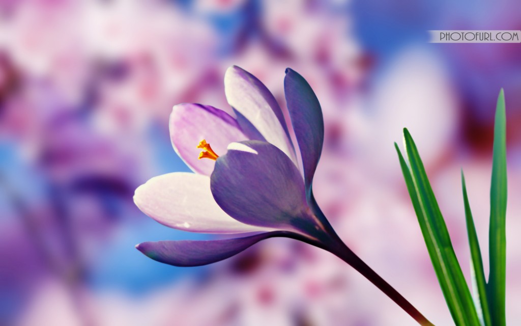 latest flowers wallpapers,flowering plant,flower,petal,plant,cretan crocus