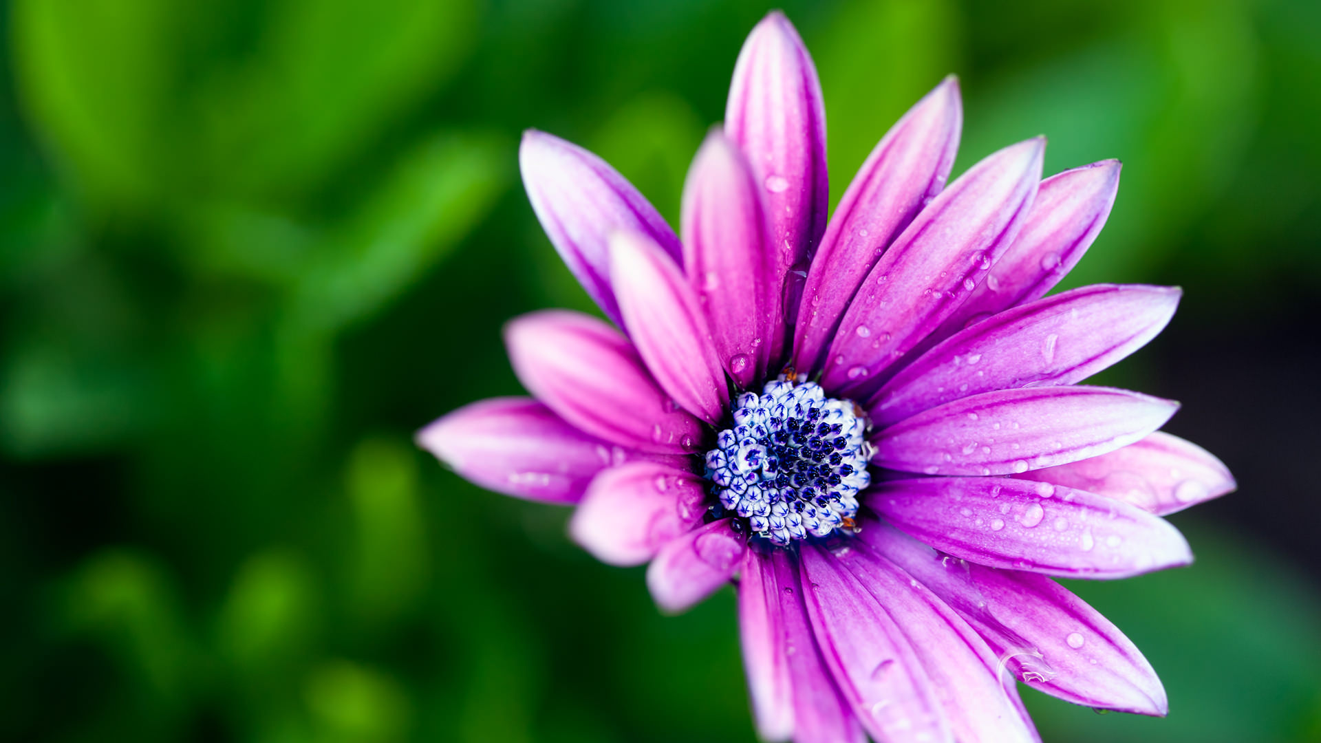 free flower wallpaper,flower,petal,nature,purple,pink