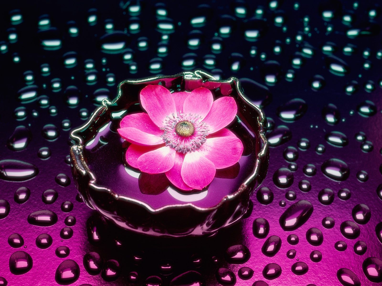nueva flor fondo de pantalla hd,rosado,pétalo,violeta,púrpura,agua